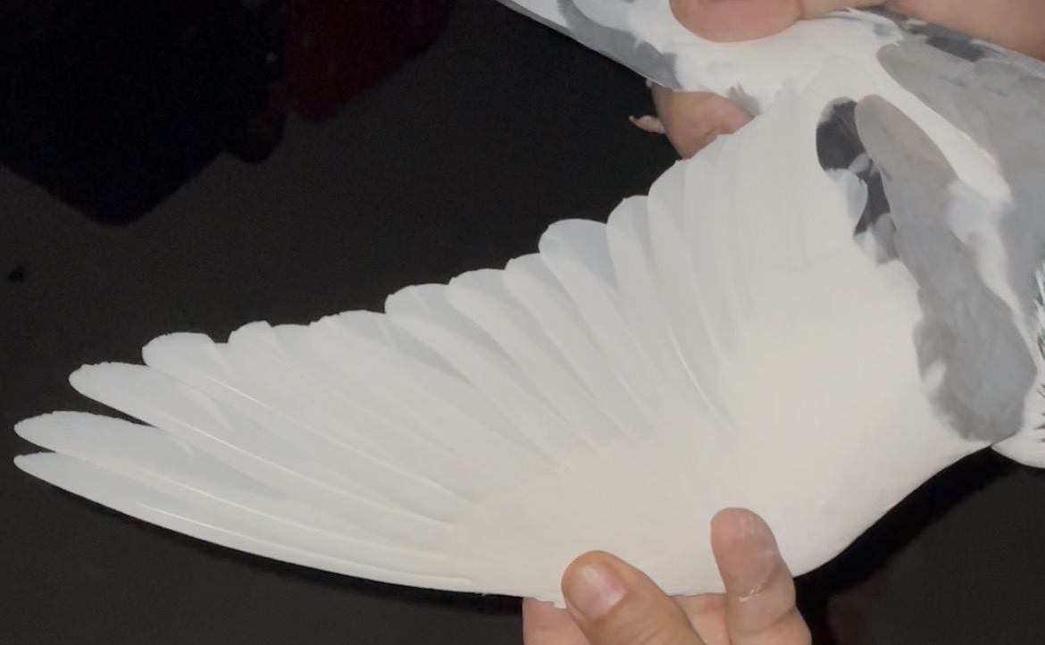 Preview Image 4