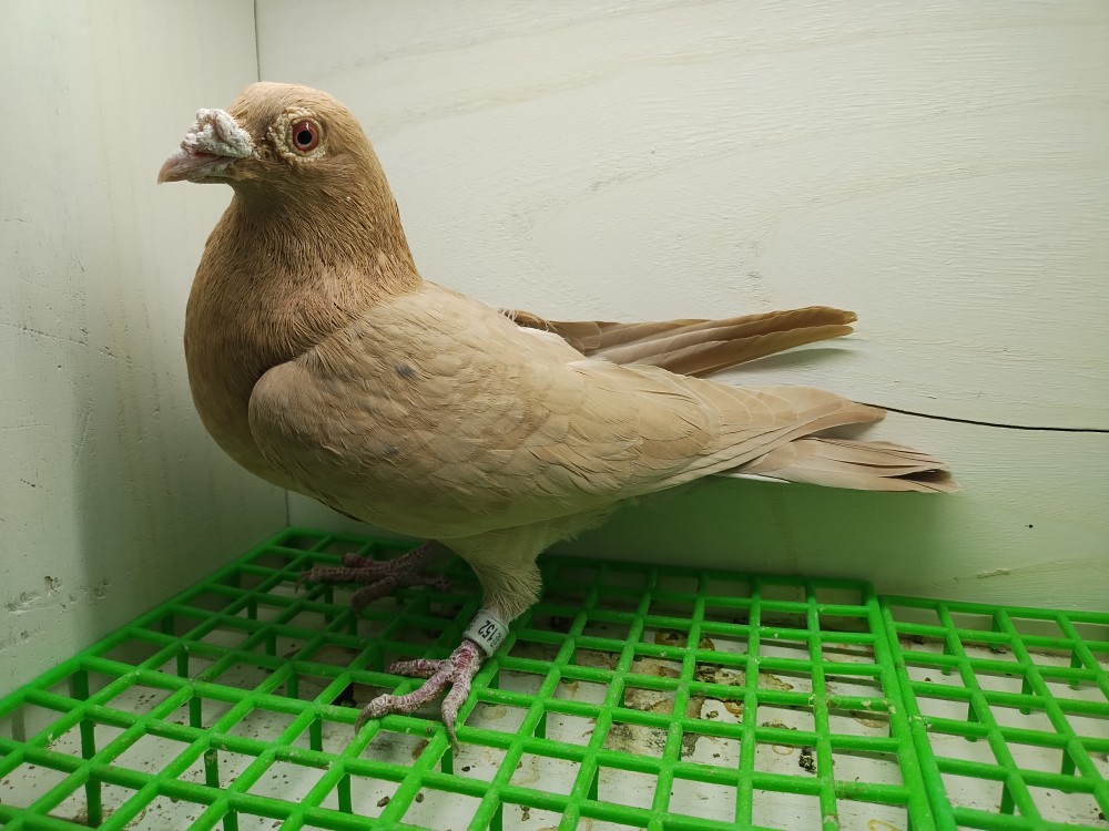 Recessive yellow Meuleman hen