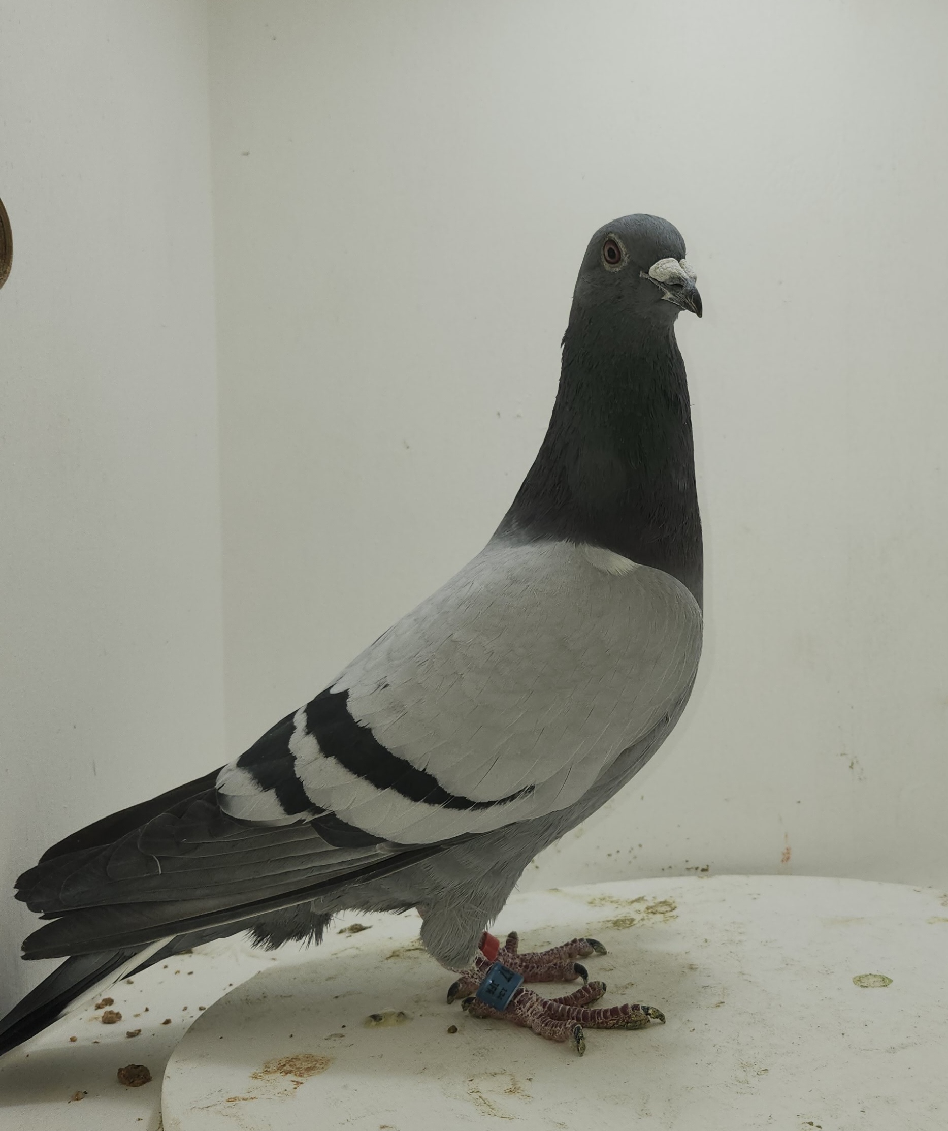 Phillips Family Loft