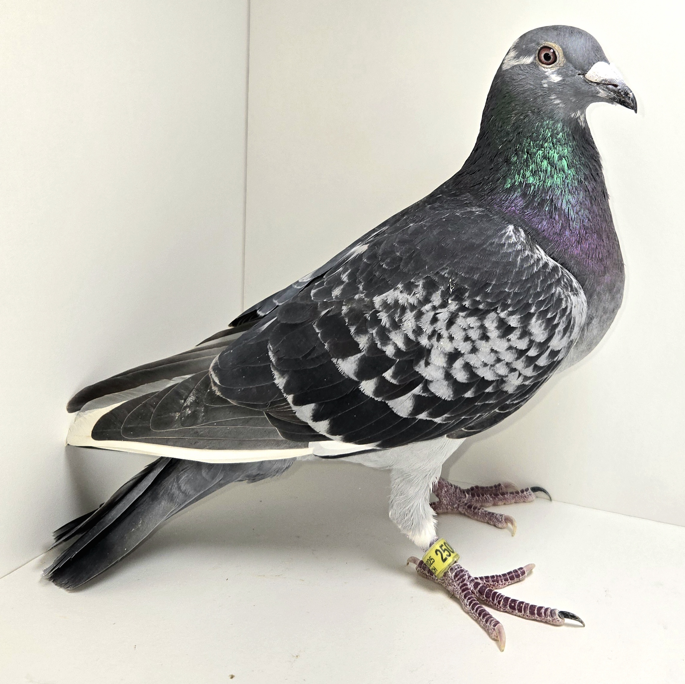 PEACH-25088-25 DCSP Cock