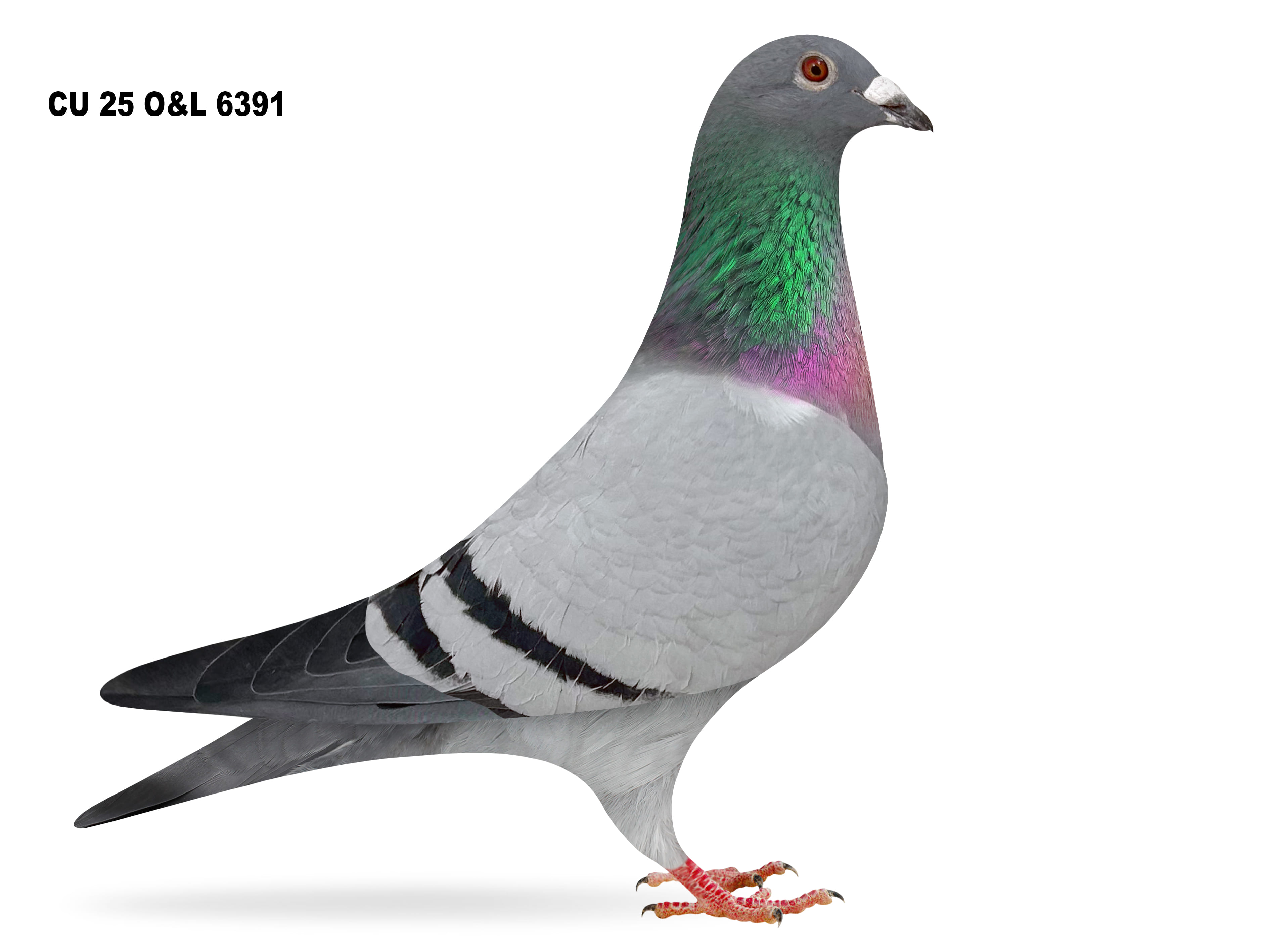 Lot 30 – CU 25 O7L 6391BB Cock