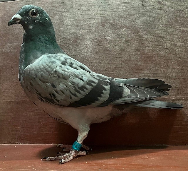 YOUNG BREEDING PROSPECT OFF IMPORTS