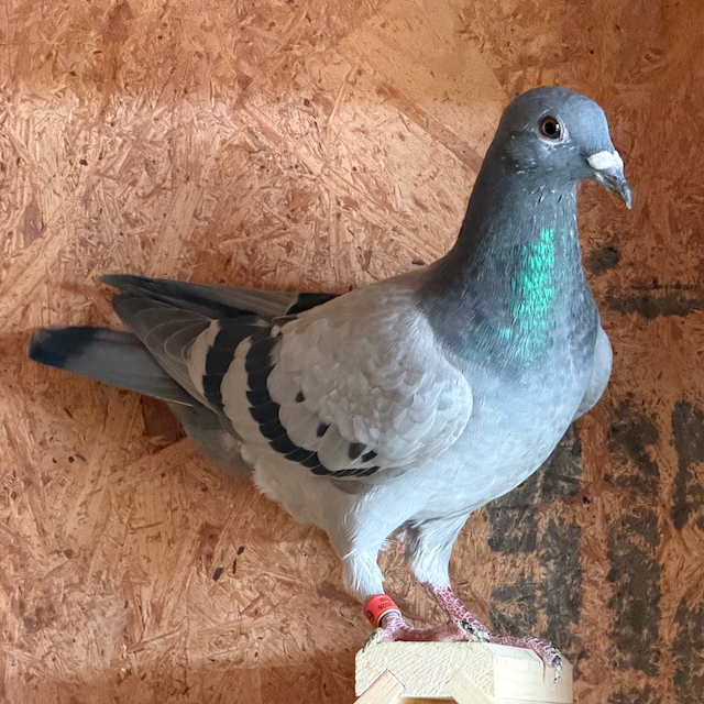 AU 26 BYRUM 645 BB Cock