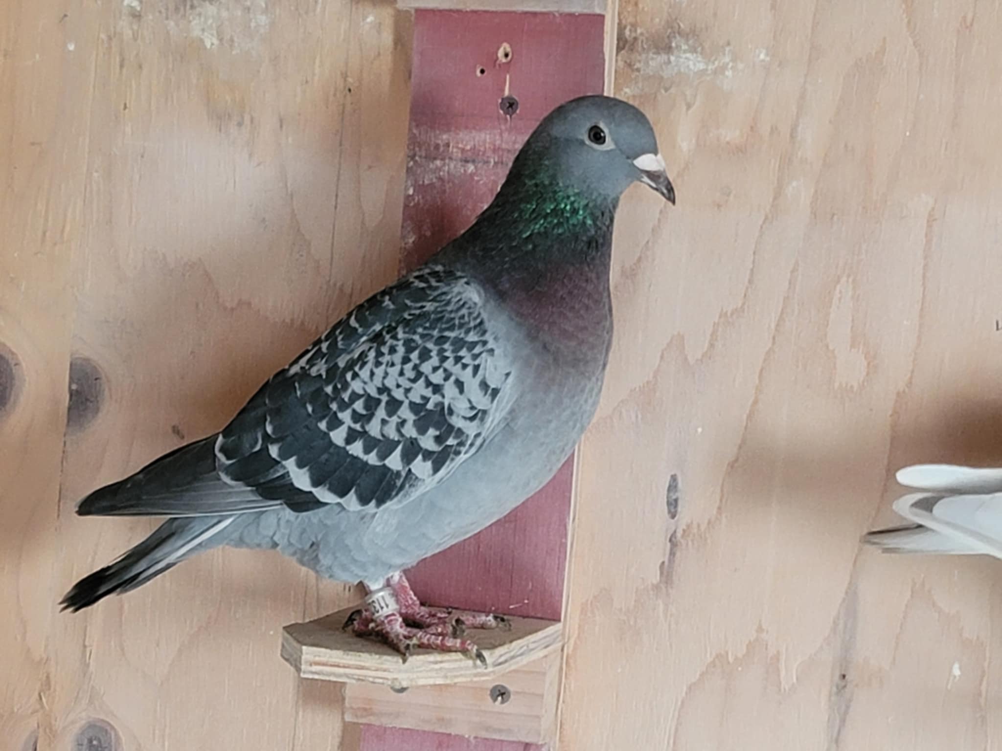 AU25-VITAKING-11322  BC HEN