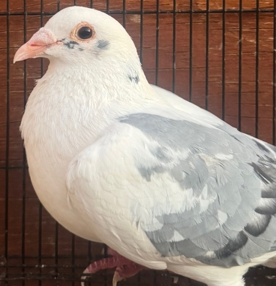 Kittel X import cock 