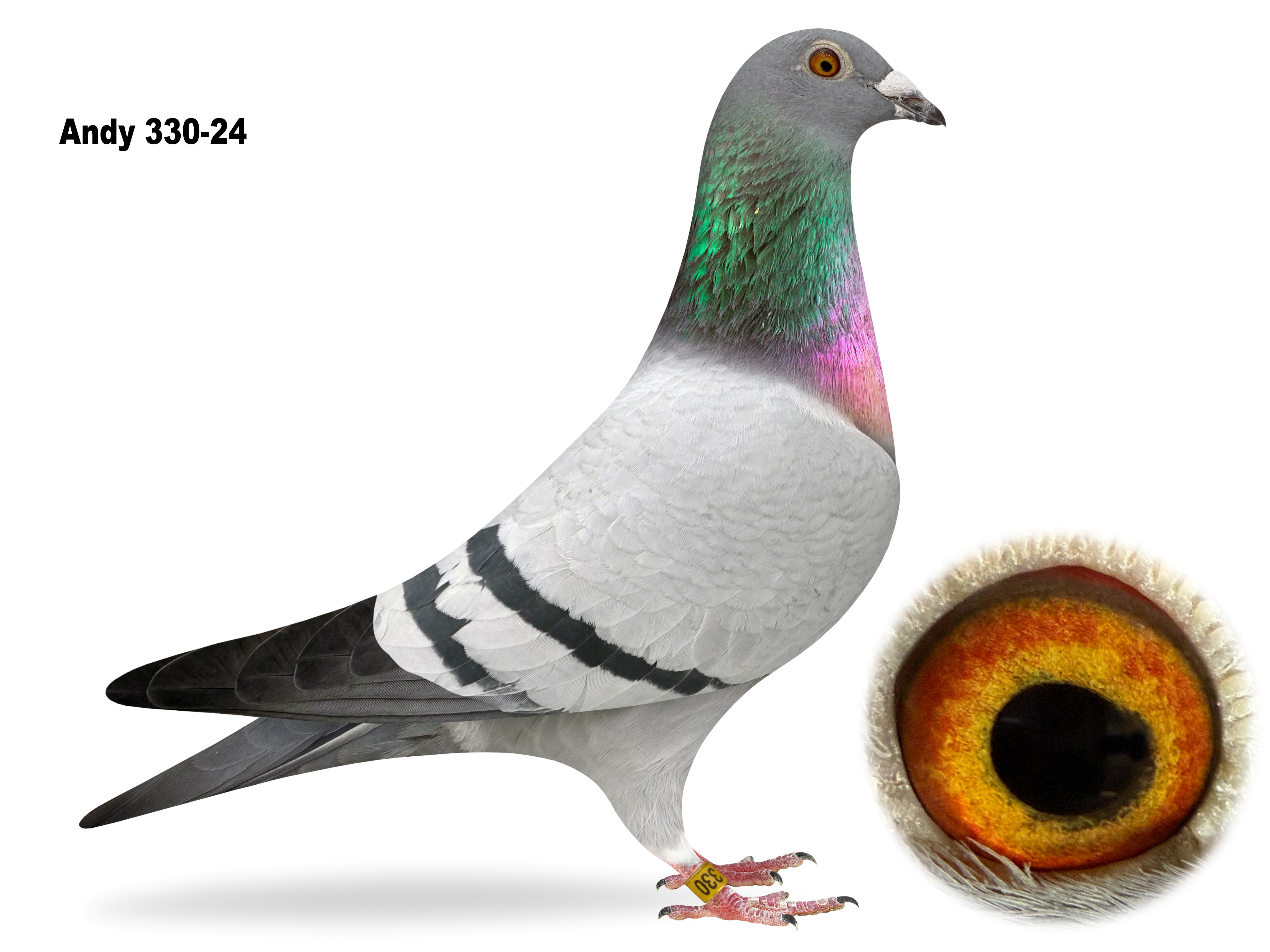 Preview Image 4