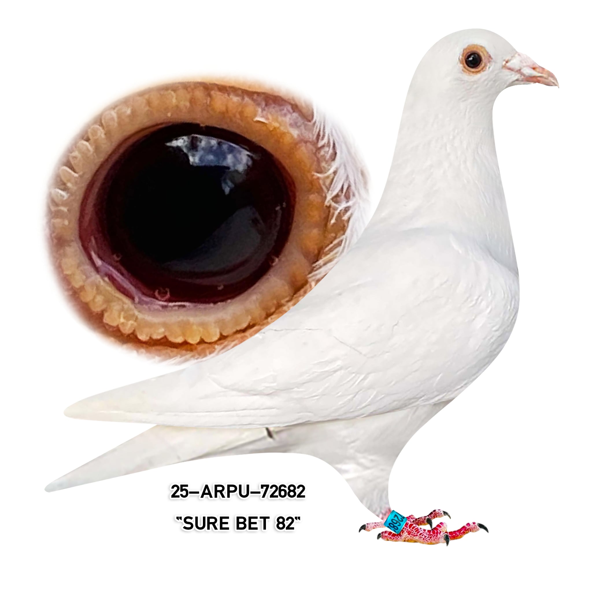 25-ARPU-72682 White Hen.