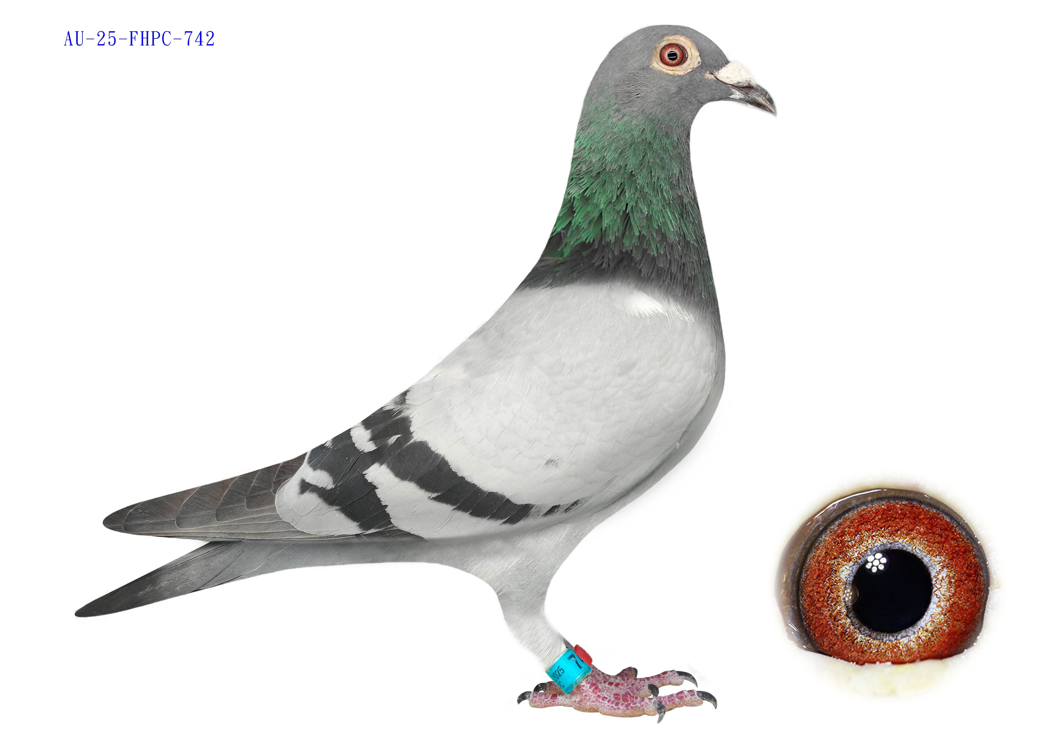 Preview Image 1