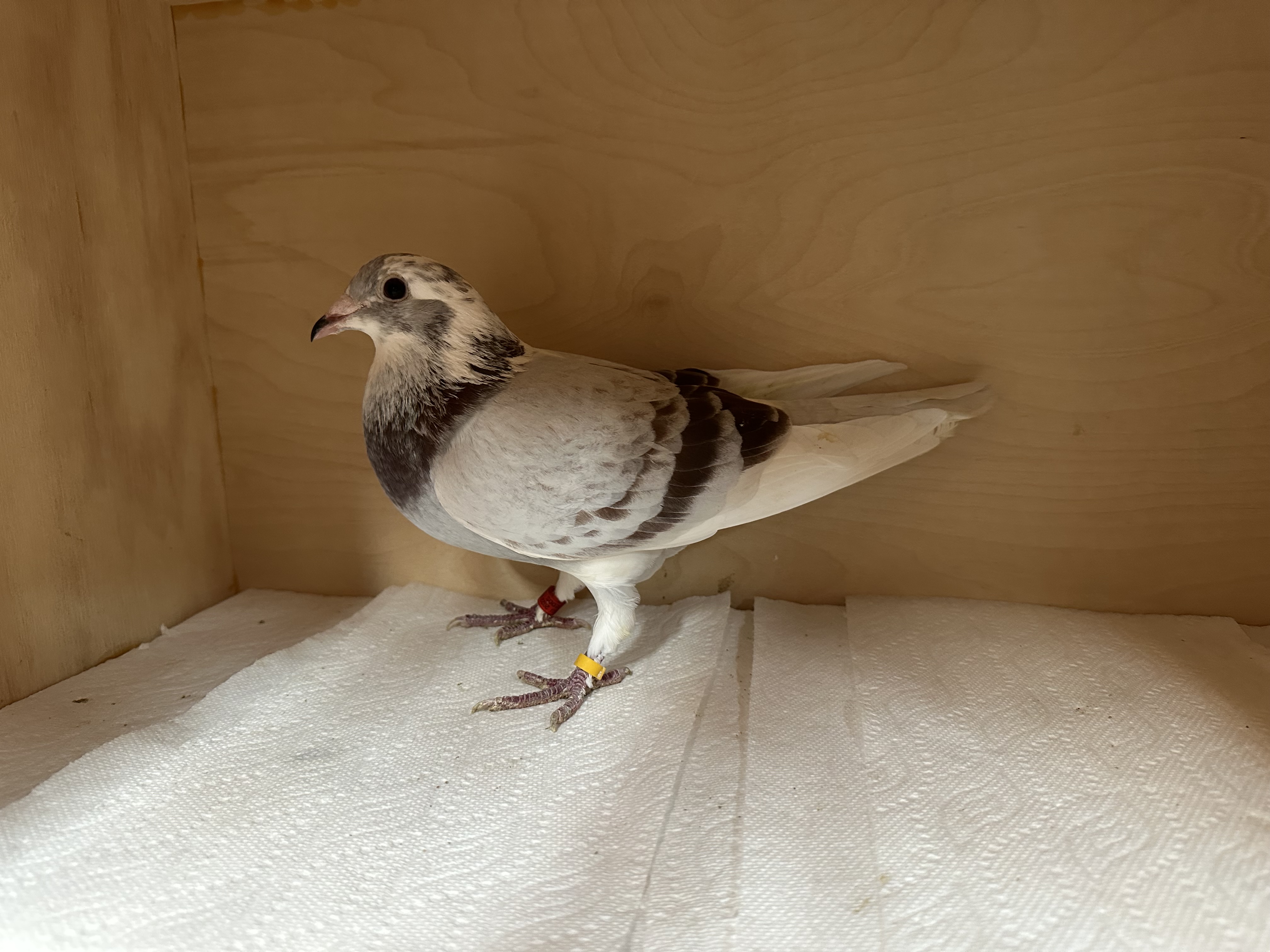 Beautiful Hen Pics don’t due her justice   , Nice in the hand , Greg McKnight bred 