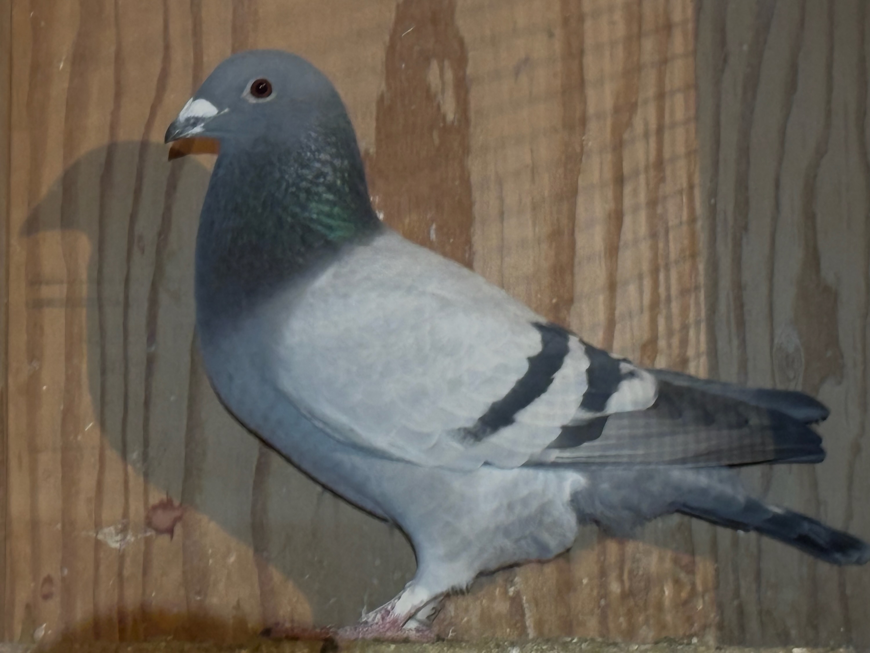 PAIR OF 2025 COCK BIRDS - GFL 