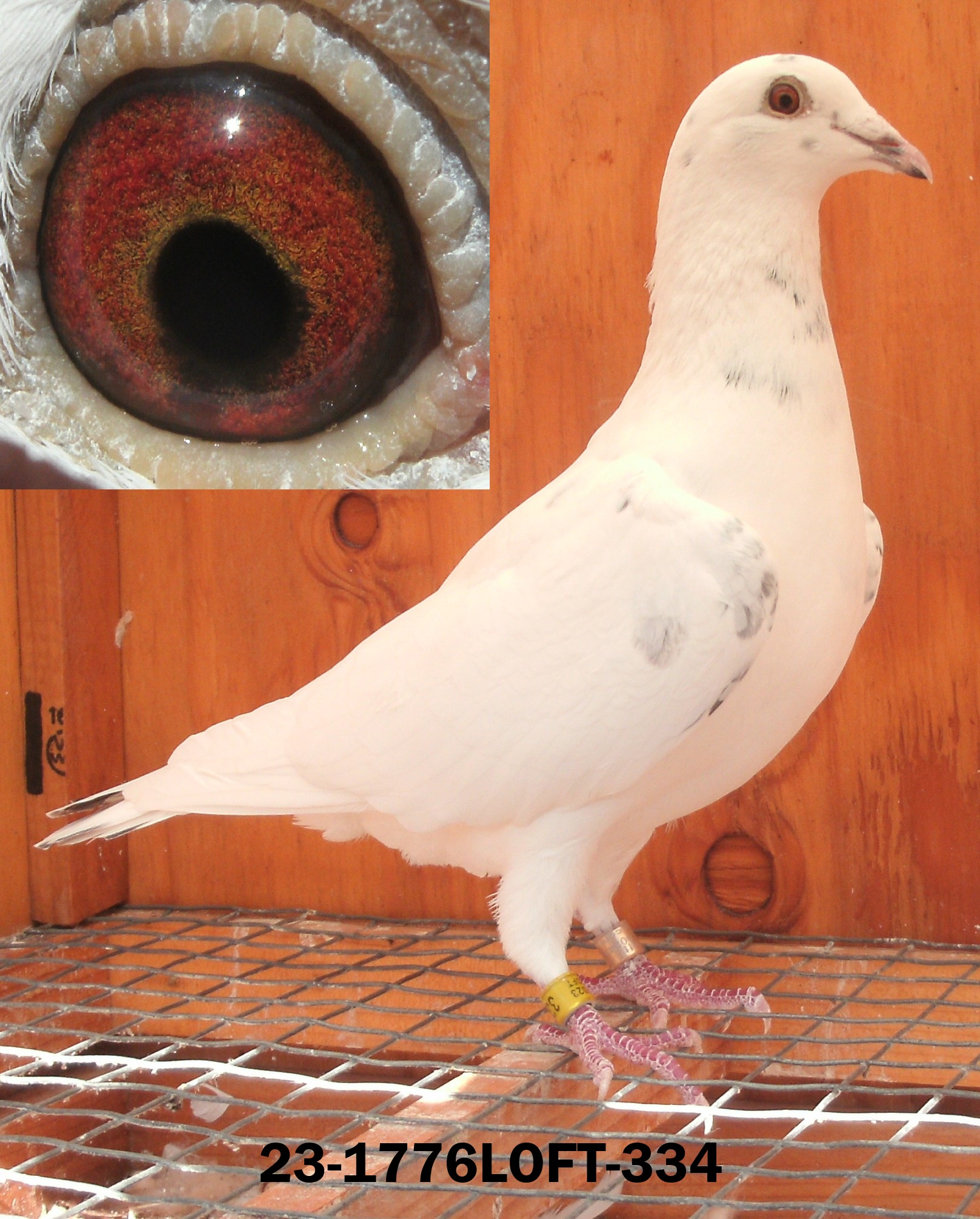 Sonia Van Der Maelen White Grizzle Hen