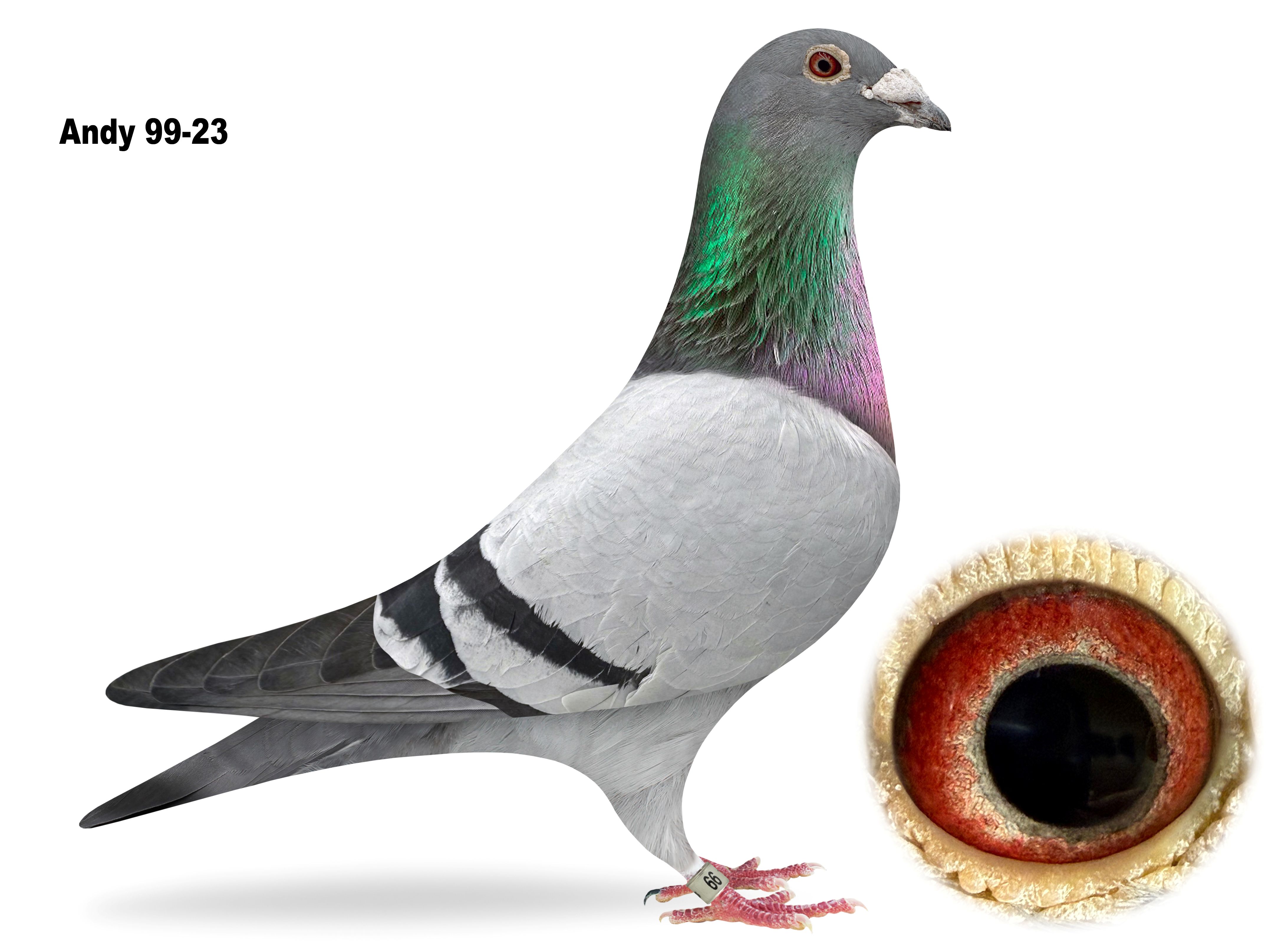 Andy 99-23