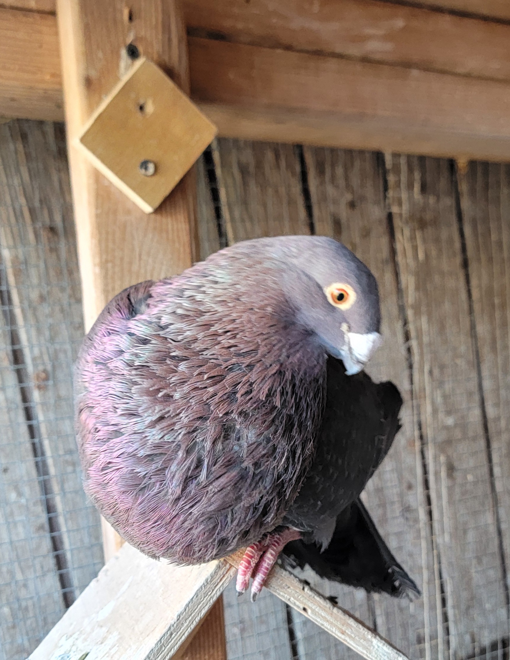 iPigeon.com - Racing Pigeon Auction