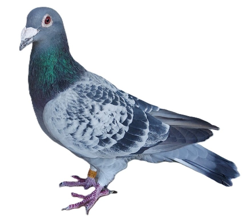 100% Pure Janssen Cock