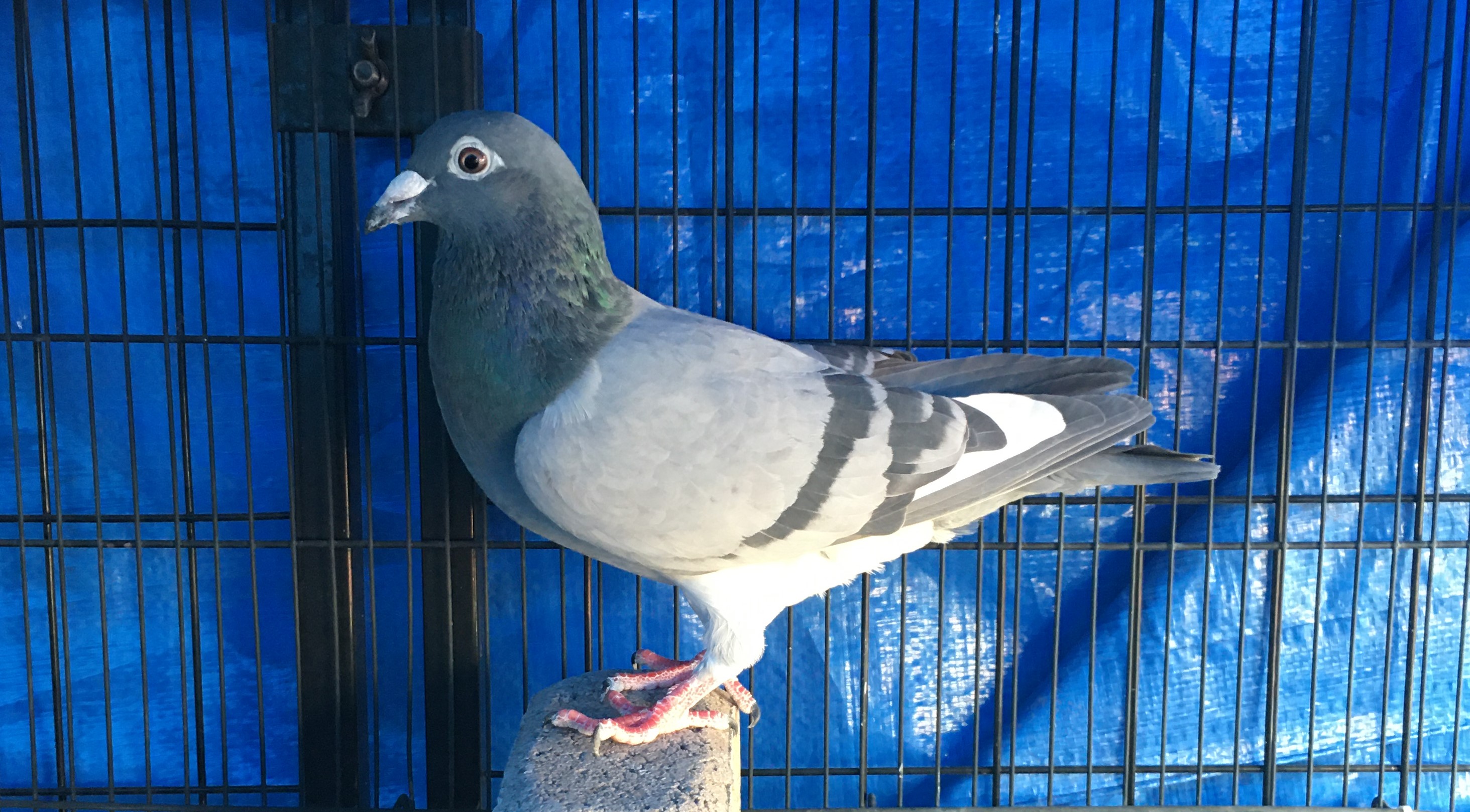 AU-23-ARPU-20195 BBWFTicH