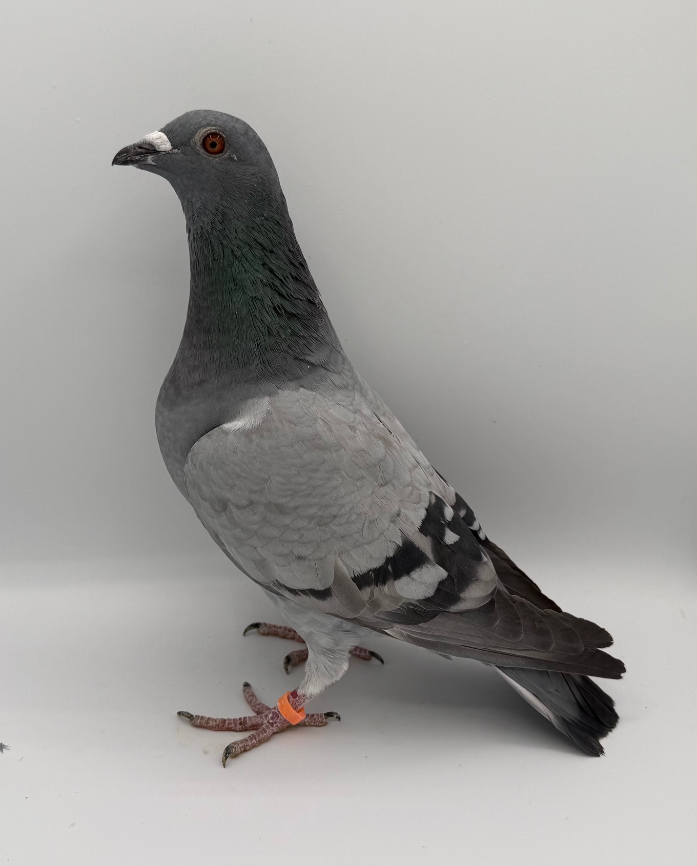 INBRED WOLVERINE OUT OF MONEY PRODUCERS