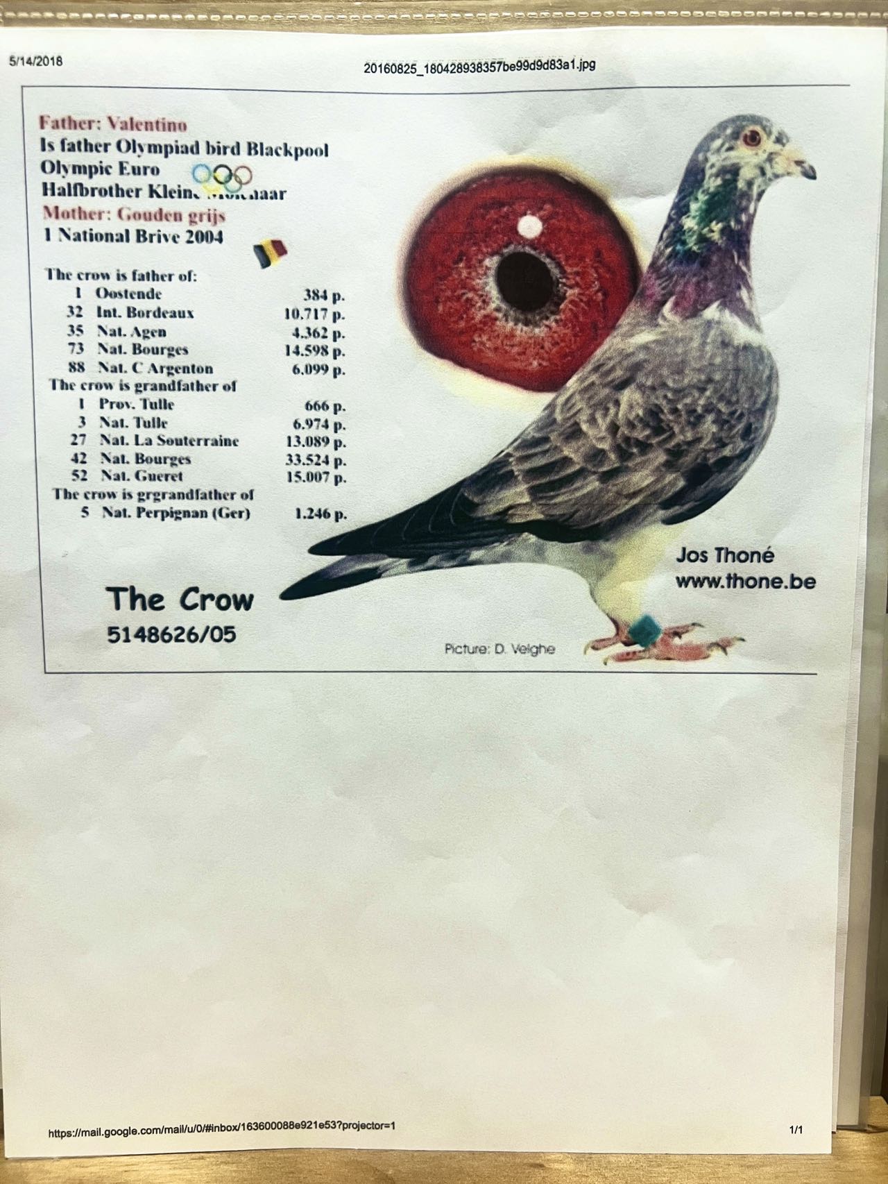 iPigeon.com - Racing Pigeon Auction
