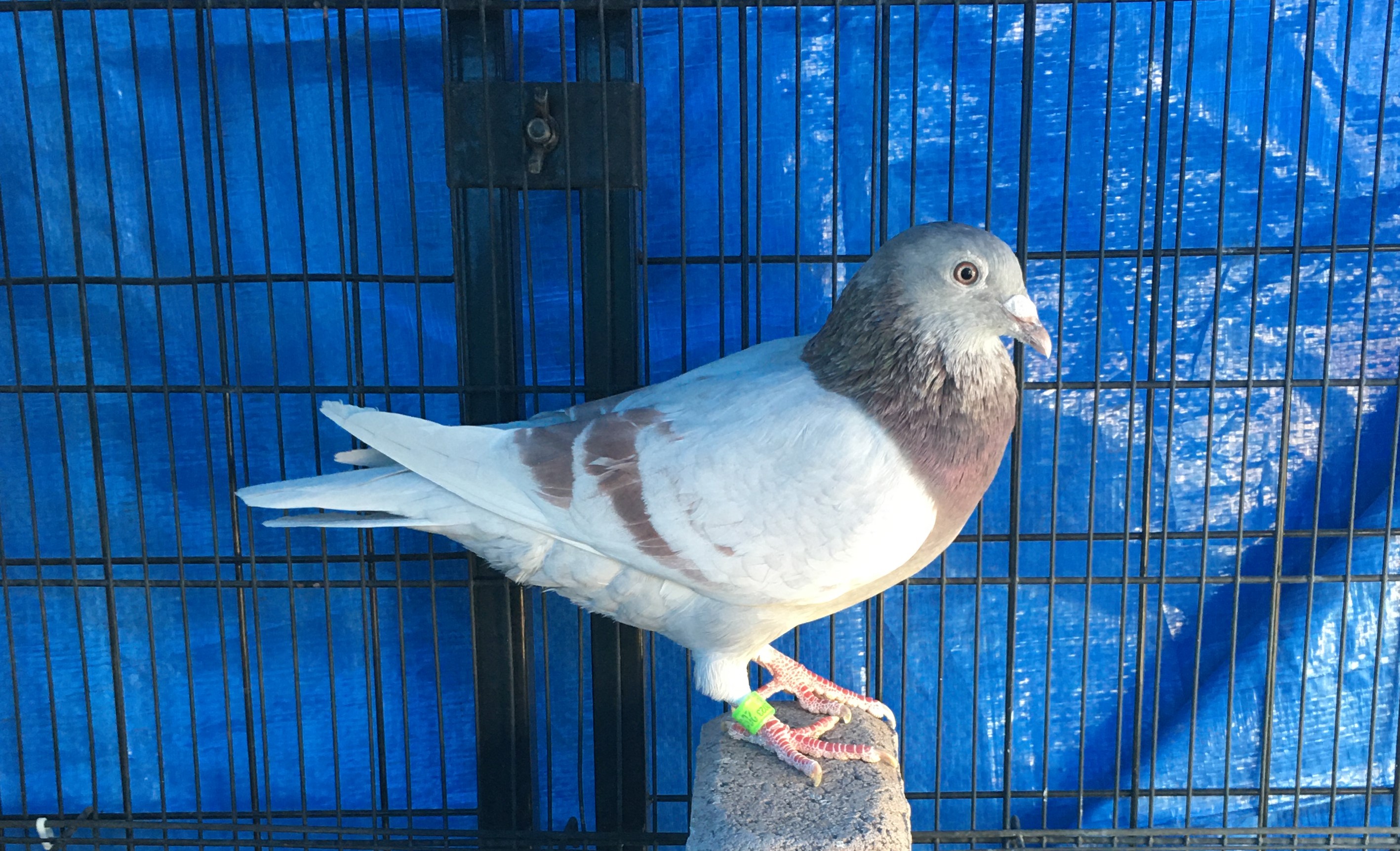 AU-23-ARPU-20174 SILH