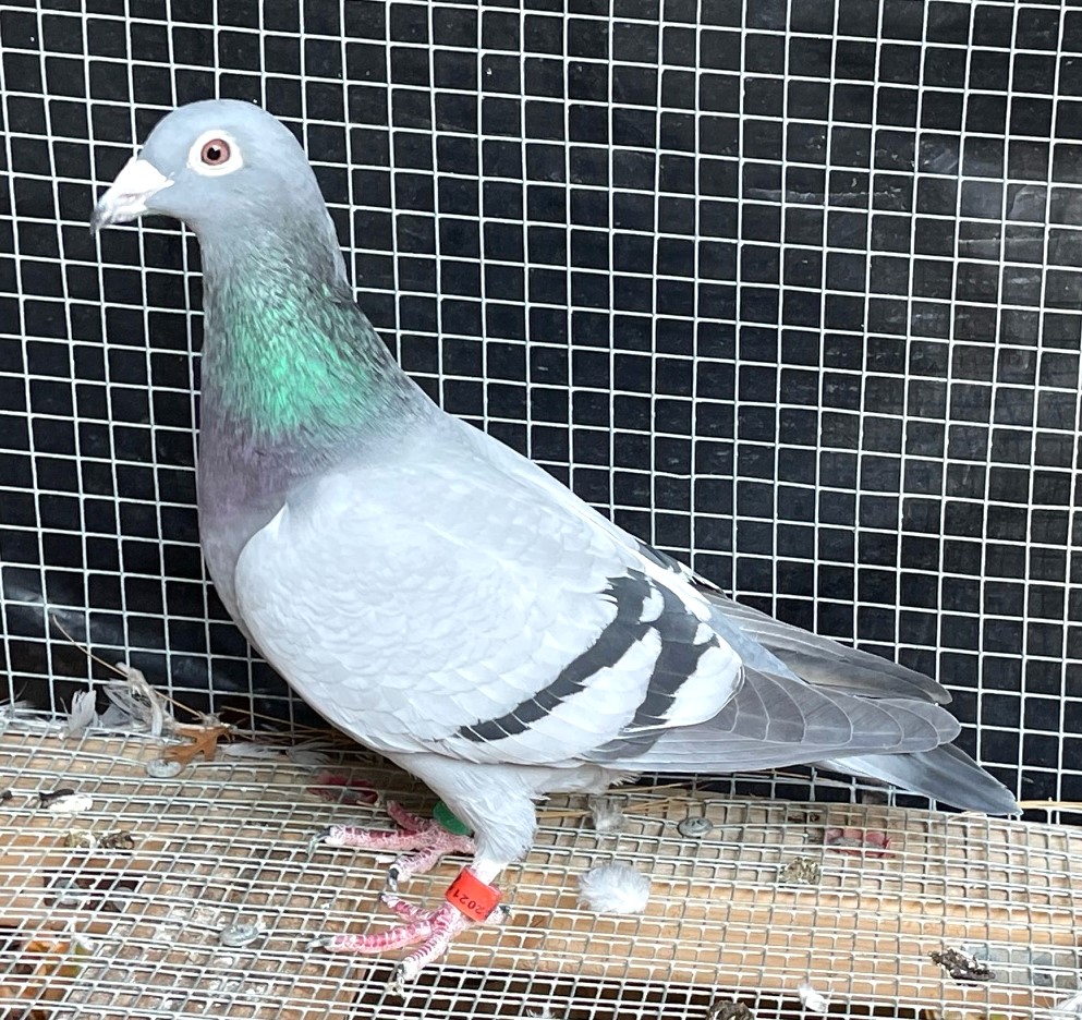 38TH IN FINAL 327 MILES TRAPPERS LOOP RACE