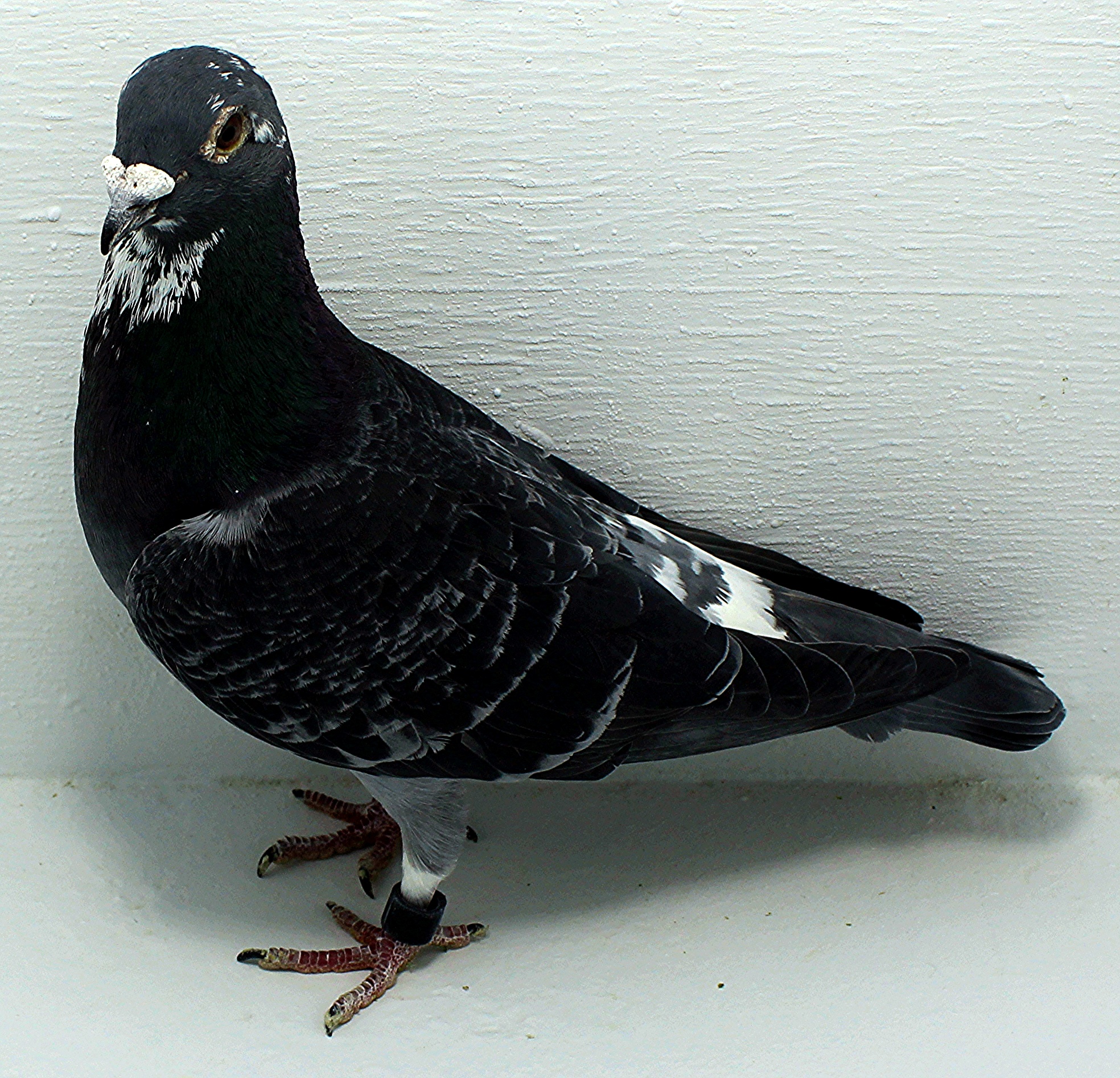 AU 20055 AA 2025 Pure Hansenne