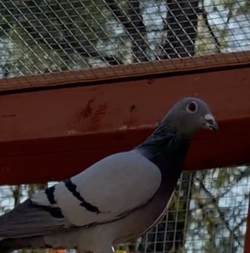 2025 cock inbred Leo Hermans 