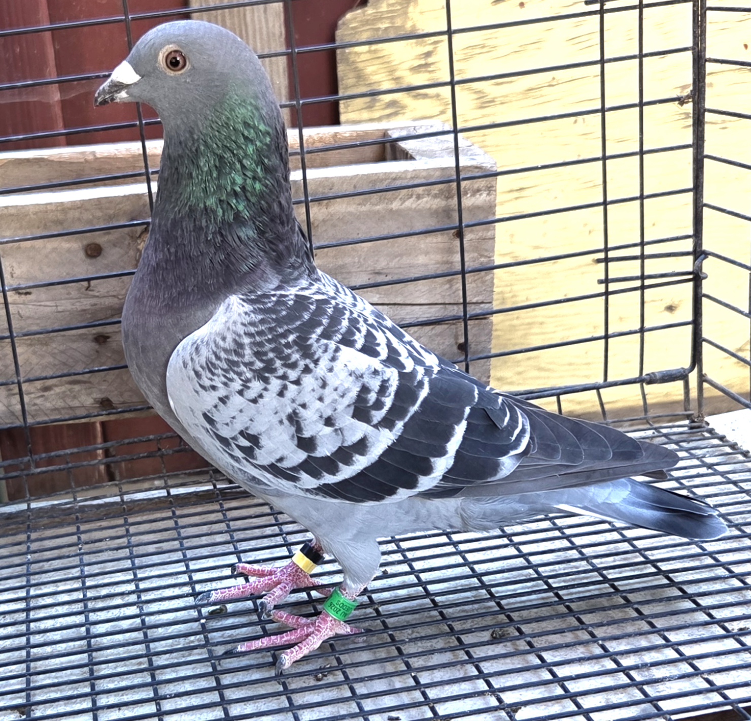 Preview Image 4