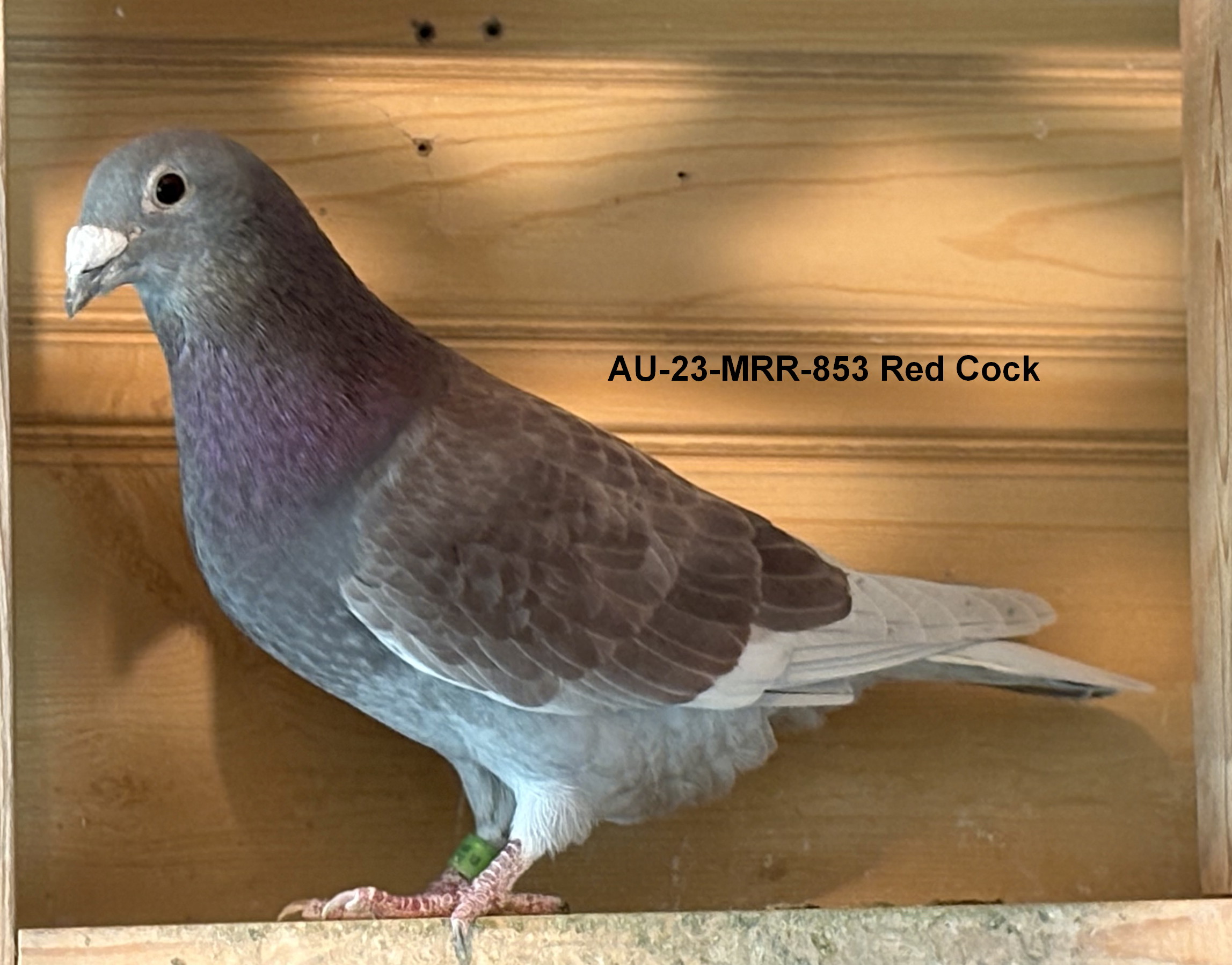 AU 23 MRR 853 Red Cock