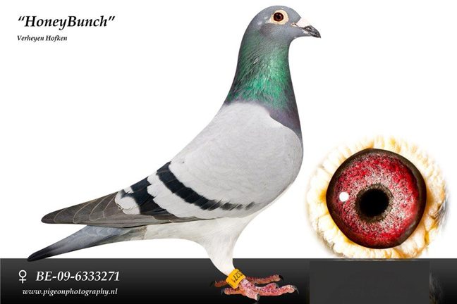 Preview Image 5