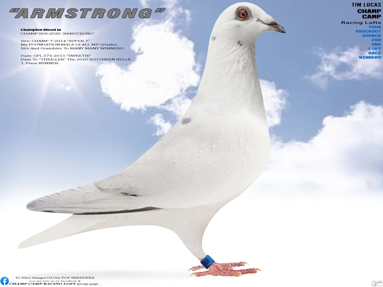 iPigeon.com - Racing Pigeon Auction