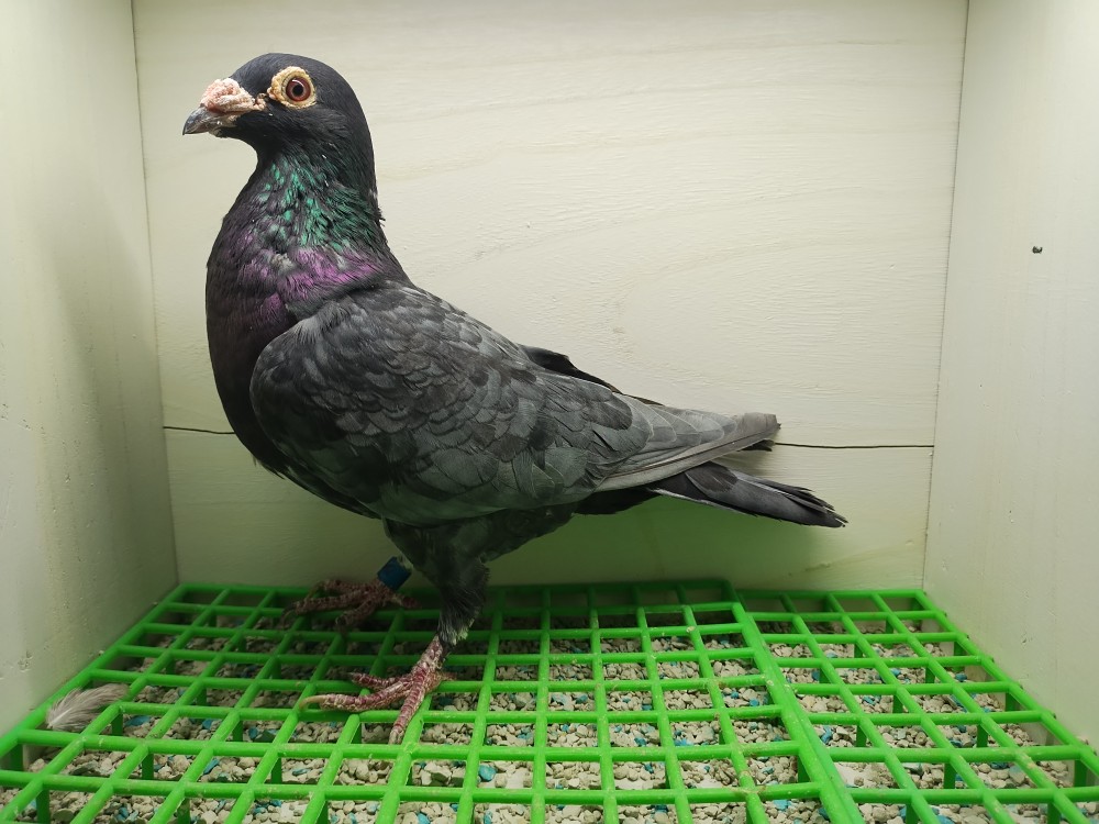 Andalusian Bastin Hen