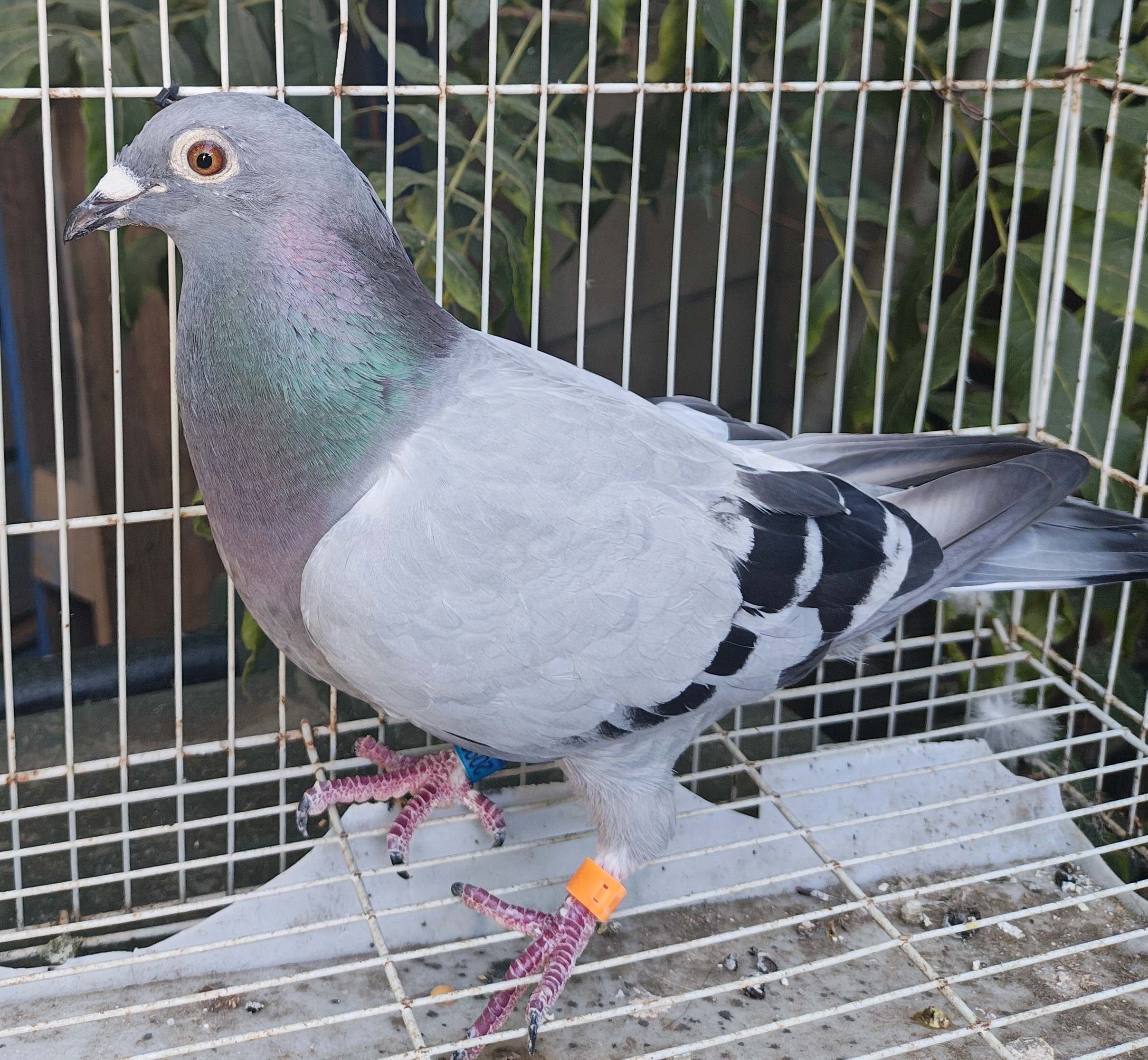 Preview Image 1