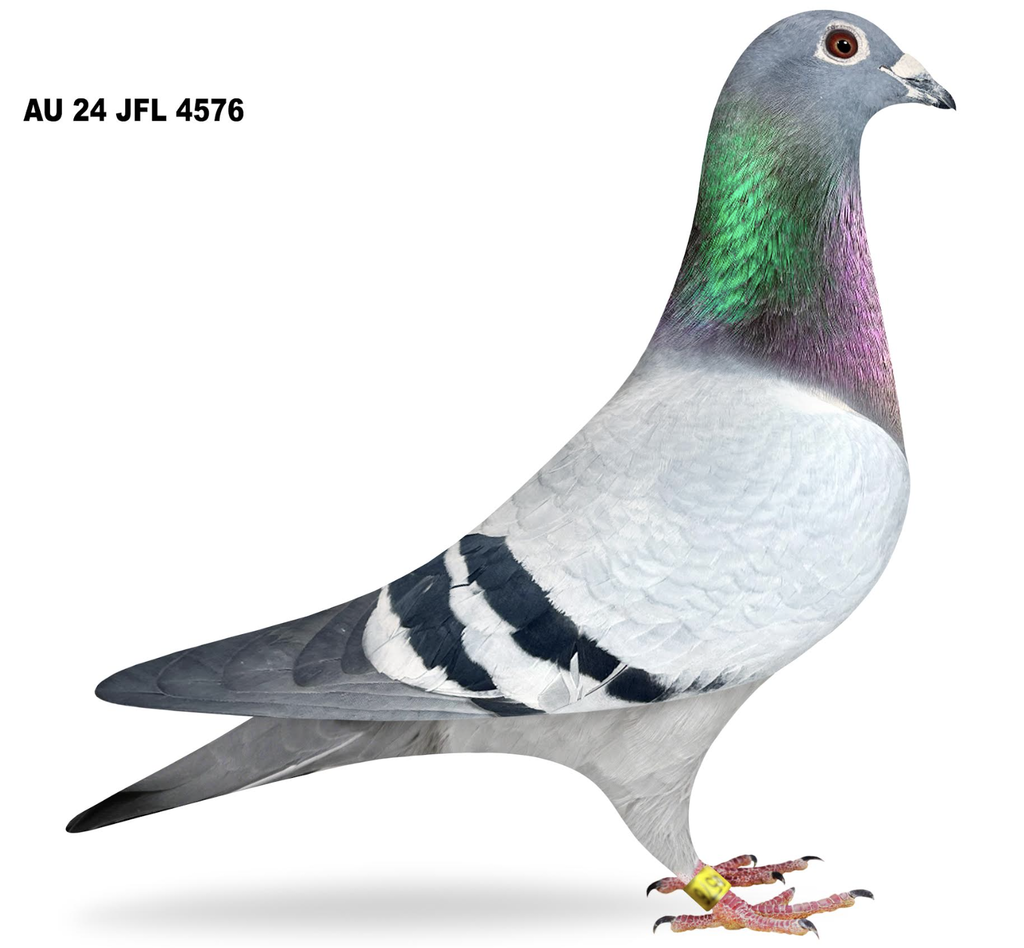 2024 AU JFL 4576 HEN