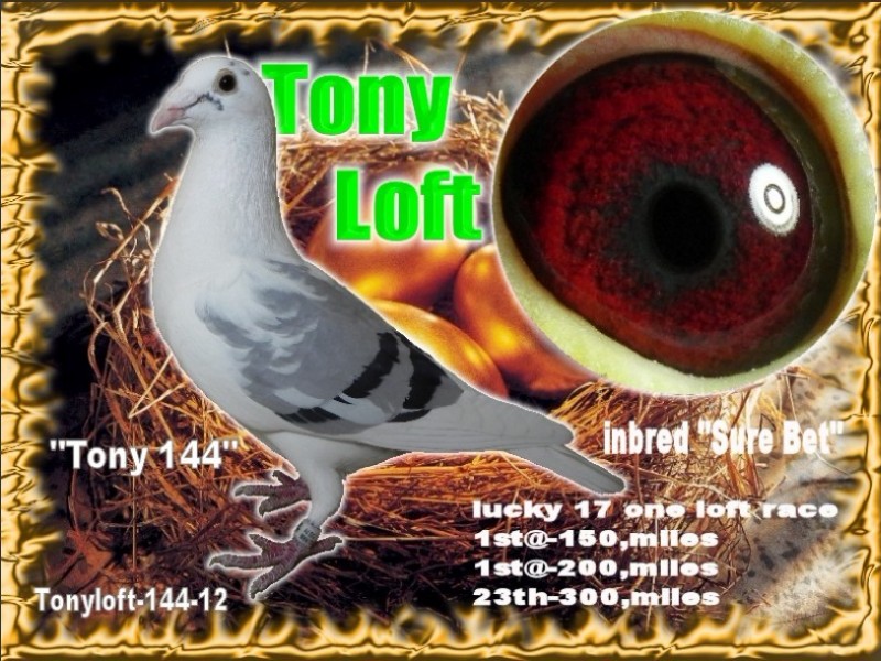 AU25-629(Hen) Super Inbred Surebet