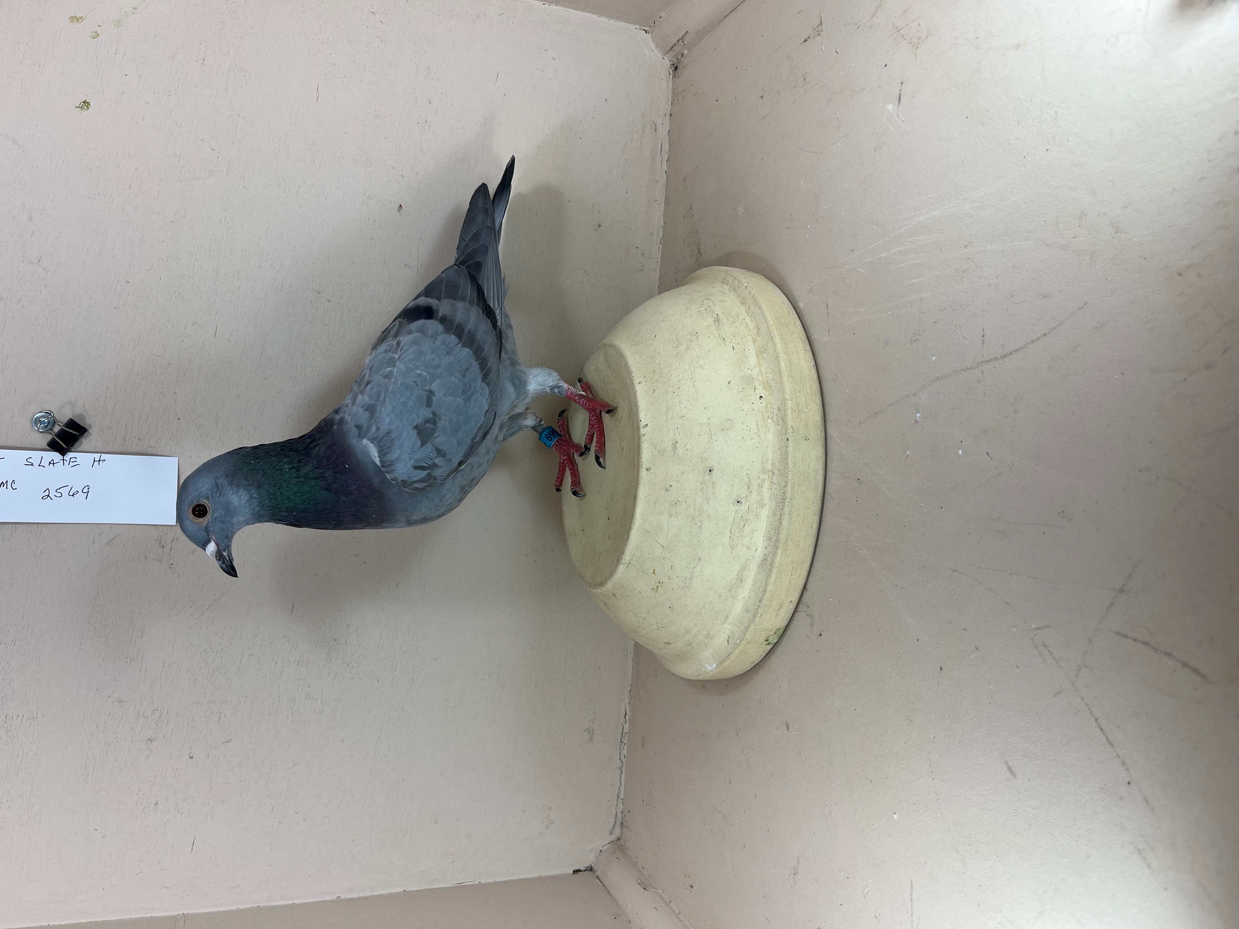 Lot 72 - AU-25-USMC-2569    SLATE    HEN 