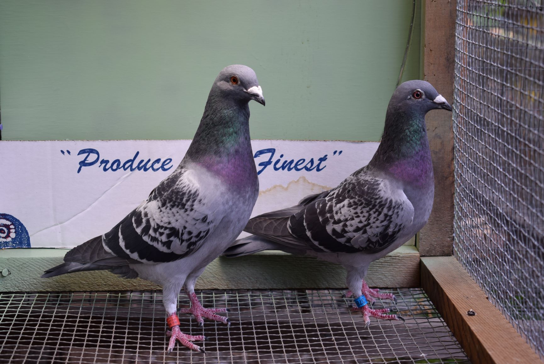 iPigeon.com - Racing Pigeon Auction