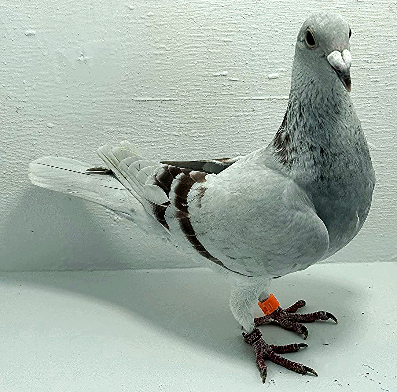 2552 NPA 2025 Pure Paul Sion Cock