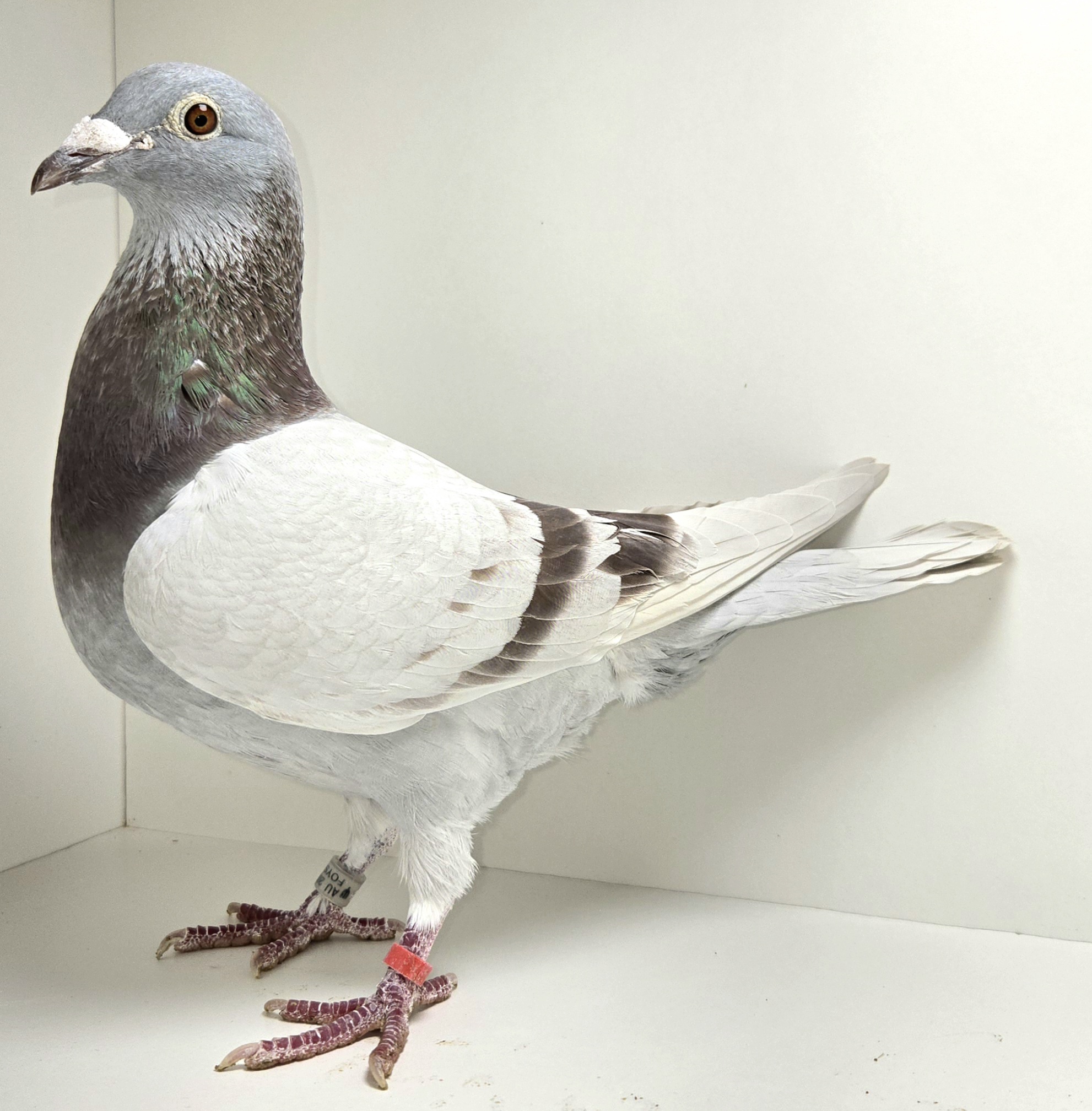 FOYS-15713-22 SIL Hen