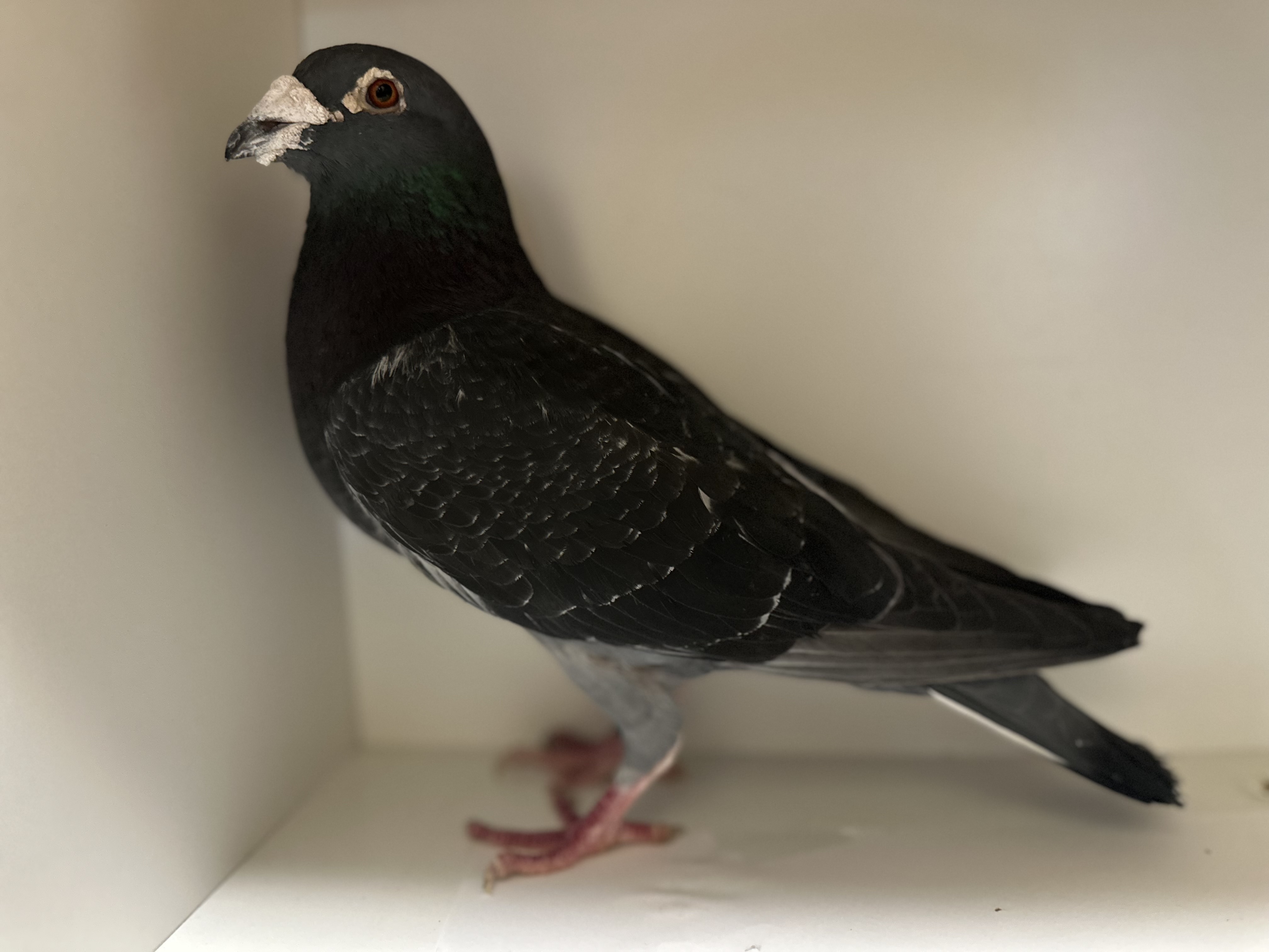 NL 16-1872145 import cock
