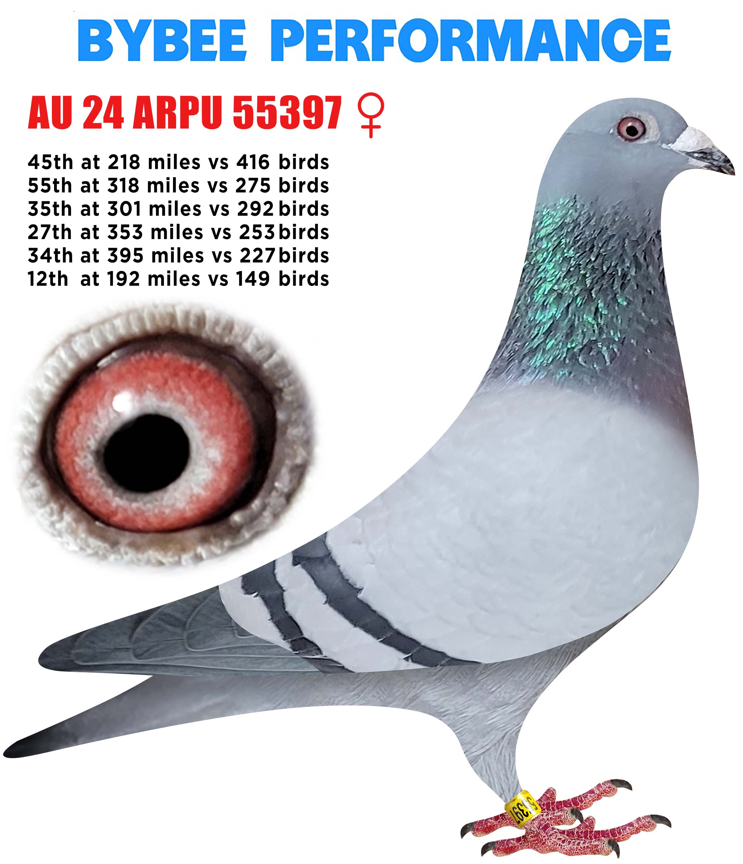 AU 24 ARPU 55397 BB Hen