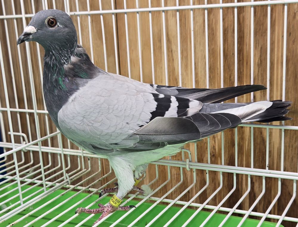 PEACH-25161-25 BB Hen