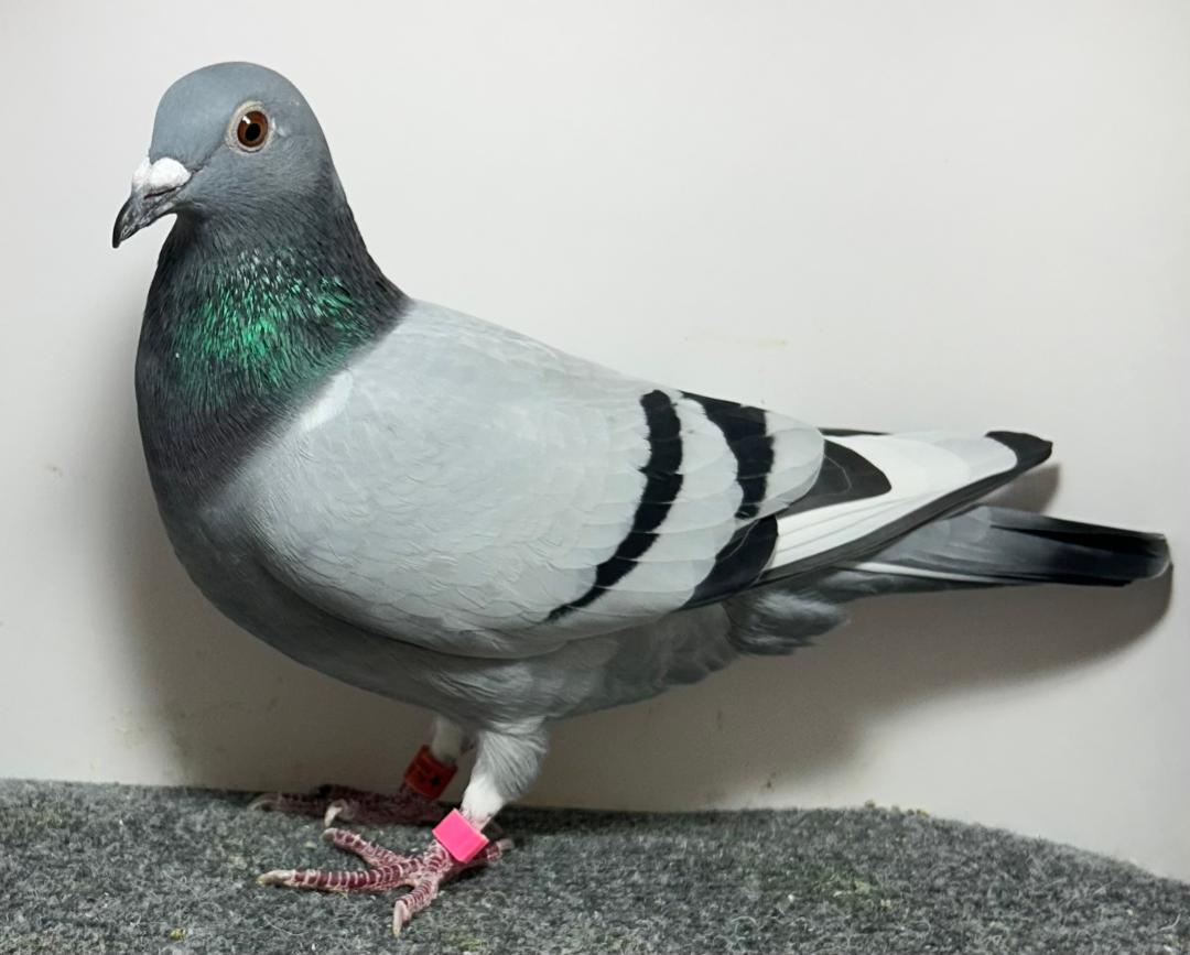26868 RMR AU 2026 BBWF Hen