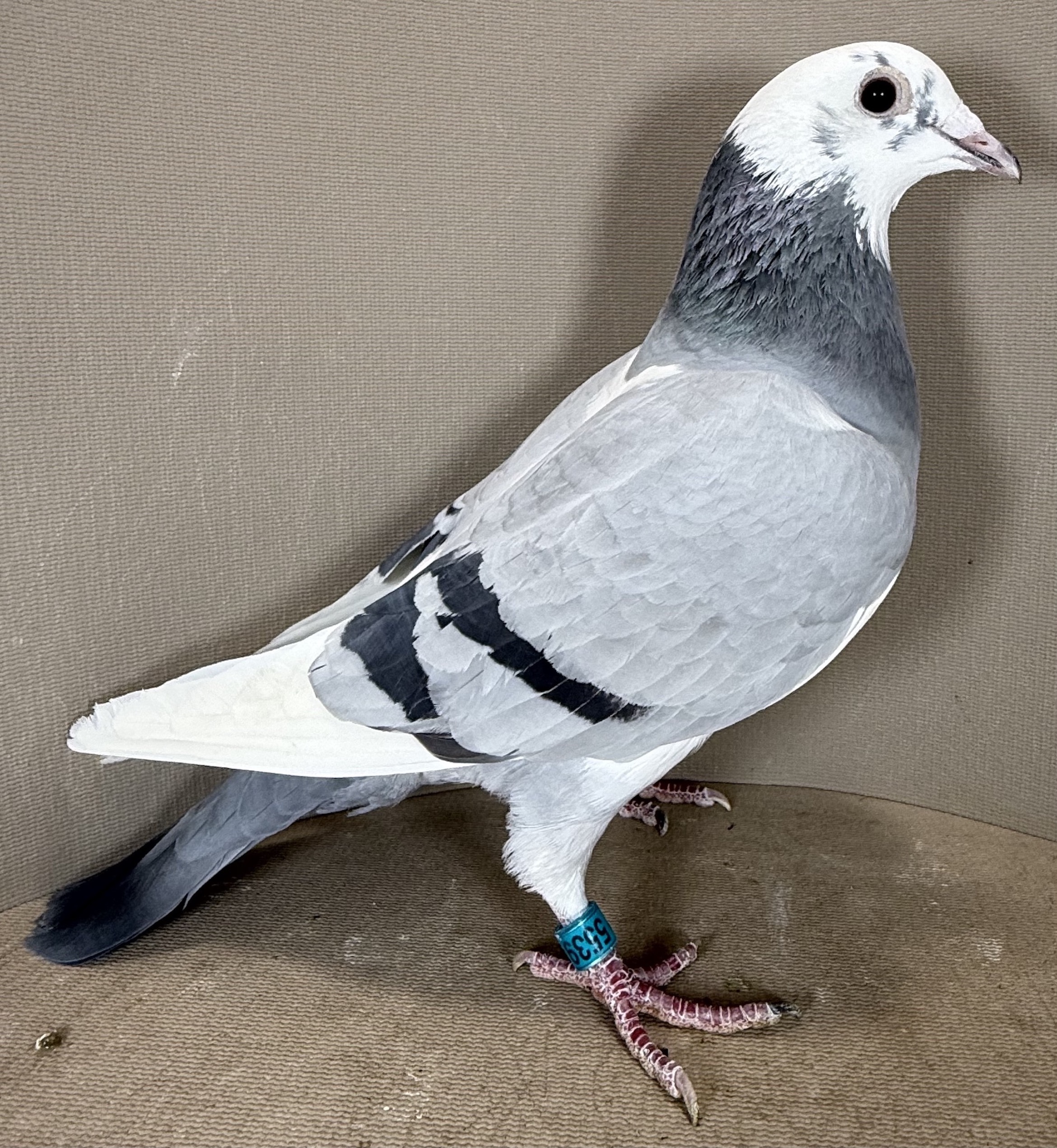 5539 Great OLR Family