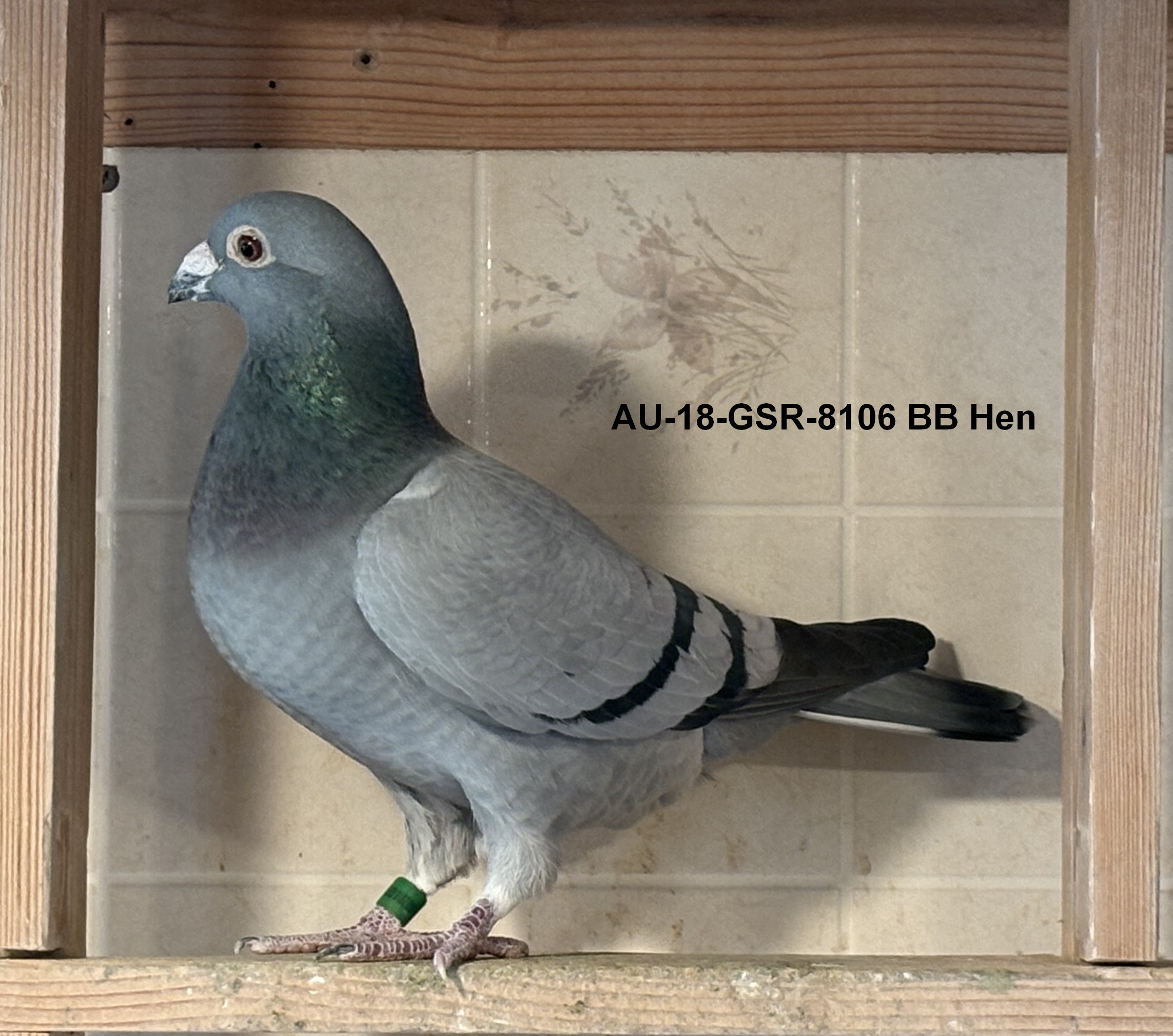 AU-18-GSR-8106 BB Hen