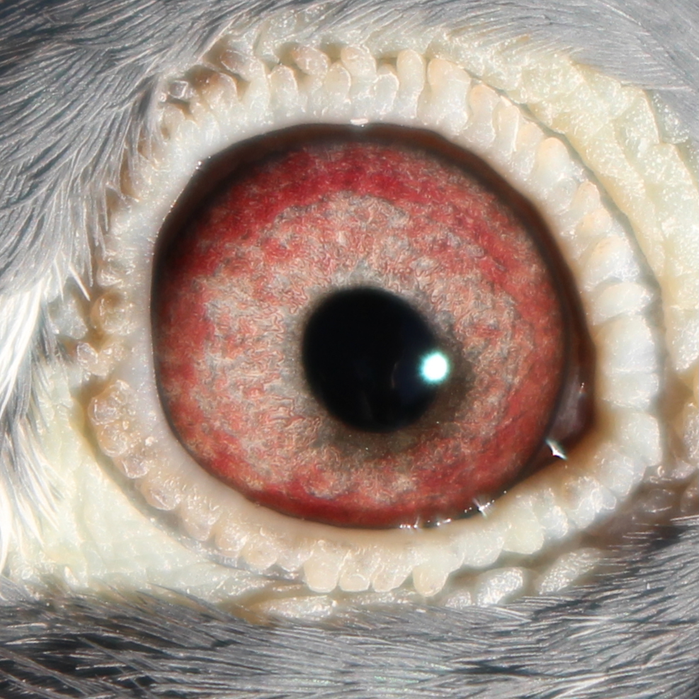 Preview Image 2