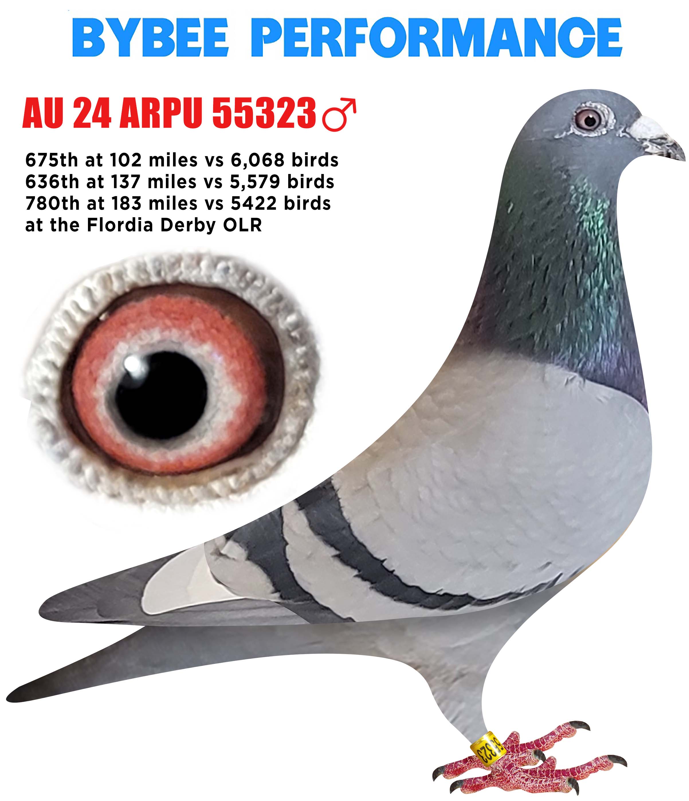 iPigeon.com - Racing Pigeon Auction