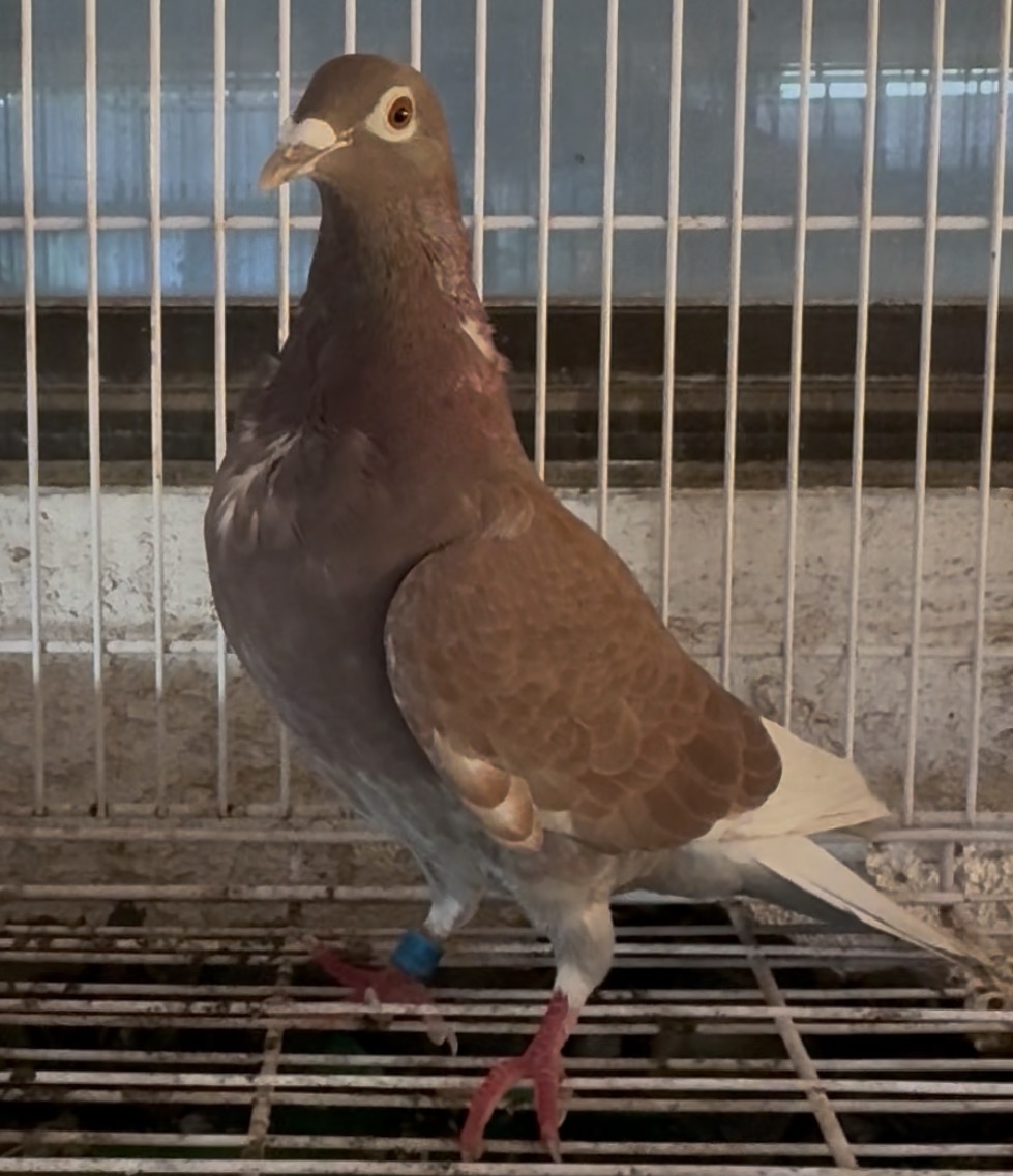 20 RPUSA 20011 H / 21 Rocky 17 Pair C