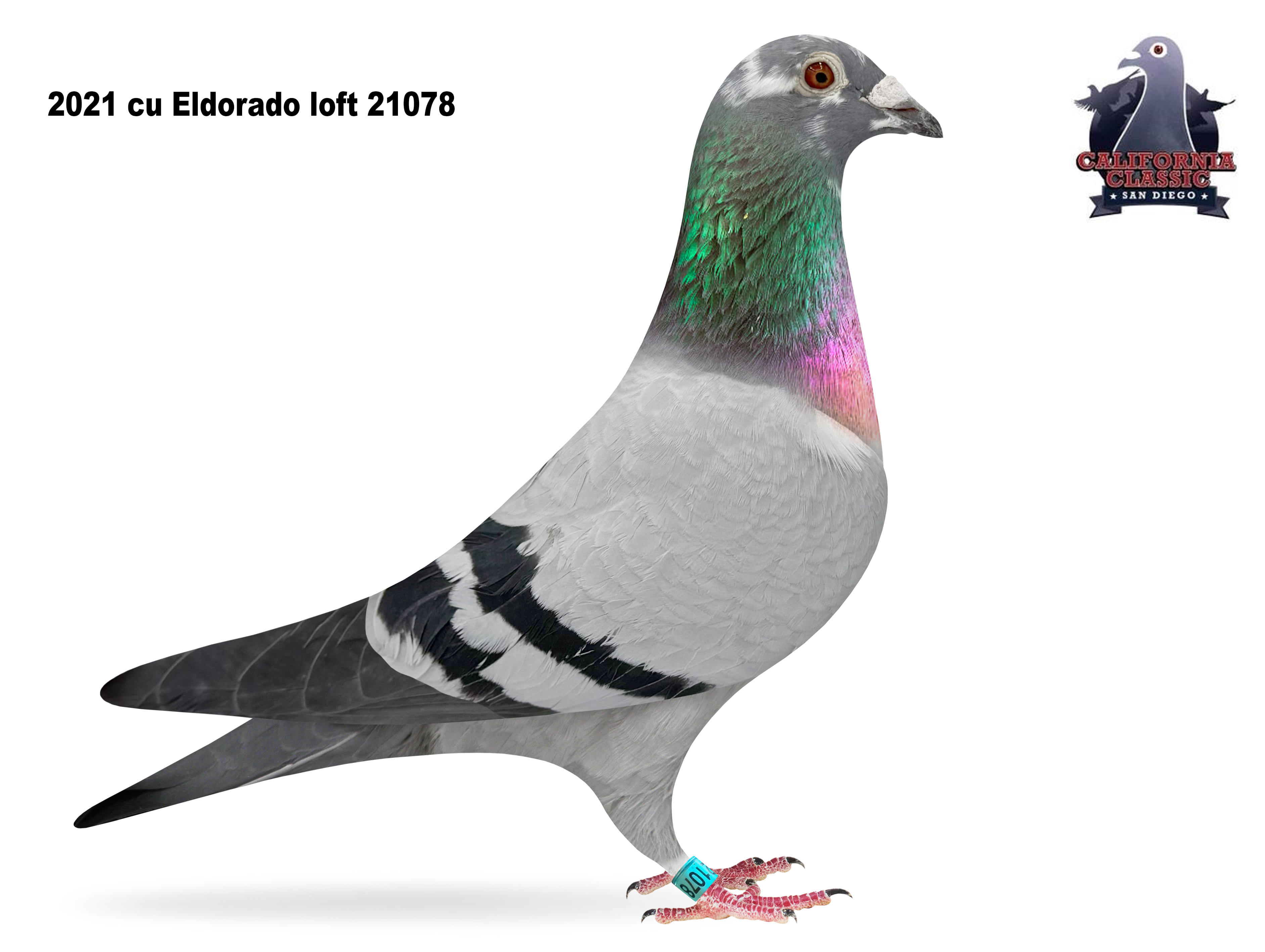 Lot 24. 2021 ELDO 21078 Hen