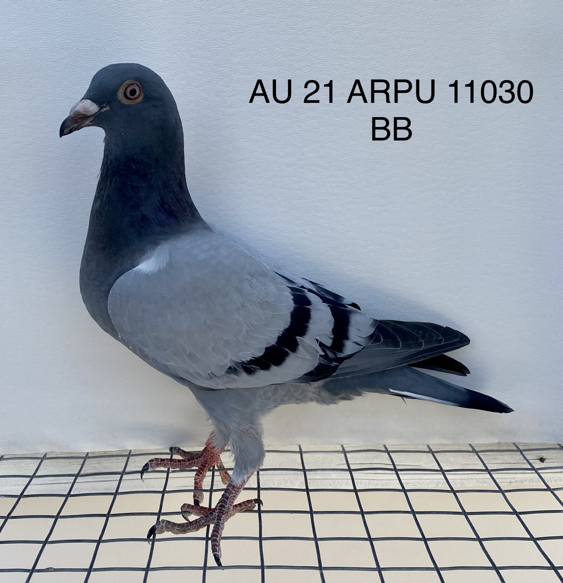 iPigeon.com - Racing Pigeon Auction