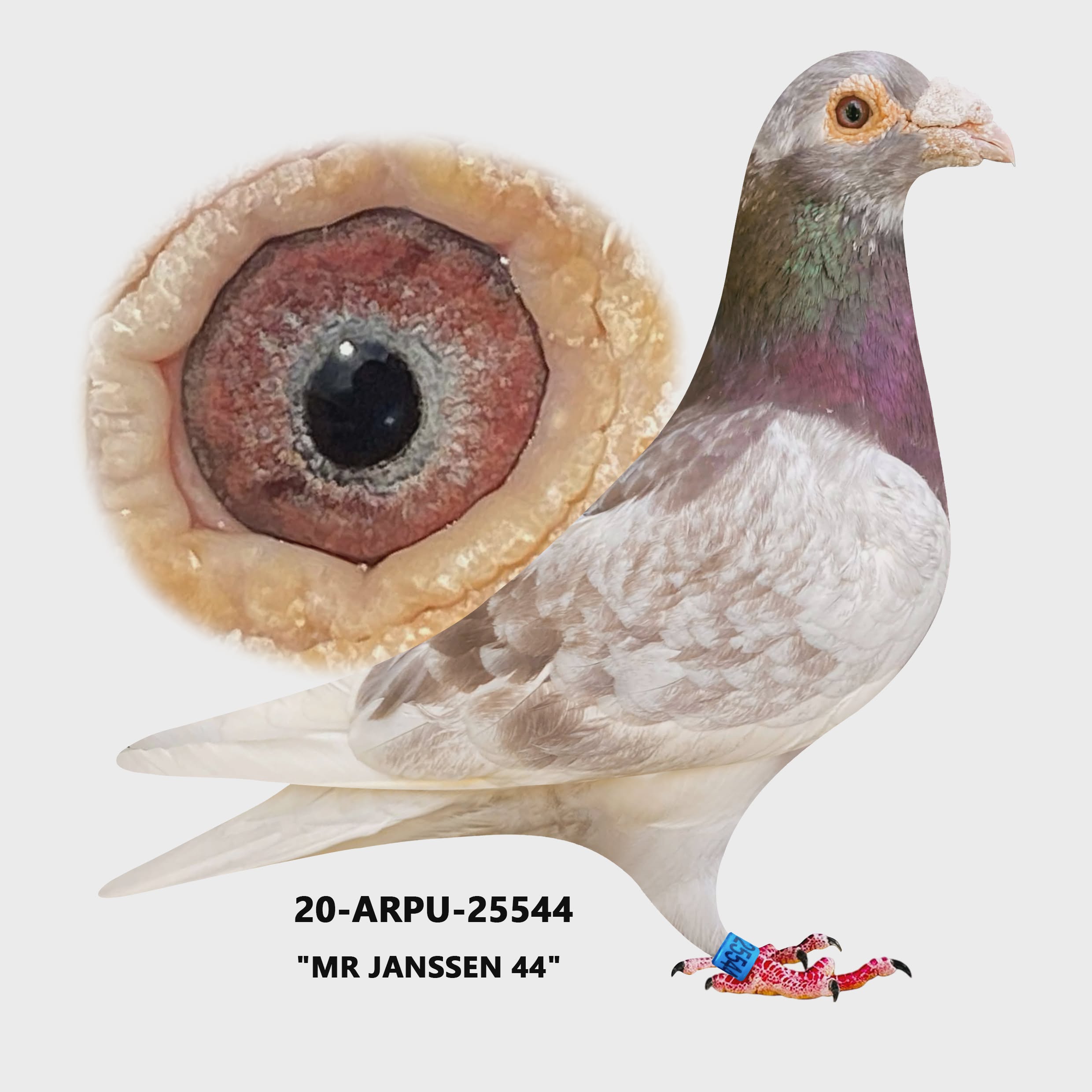 20-ARPU-25544 Red Check Cock.