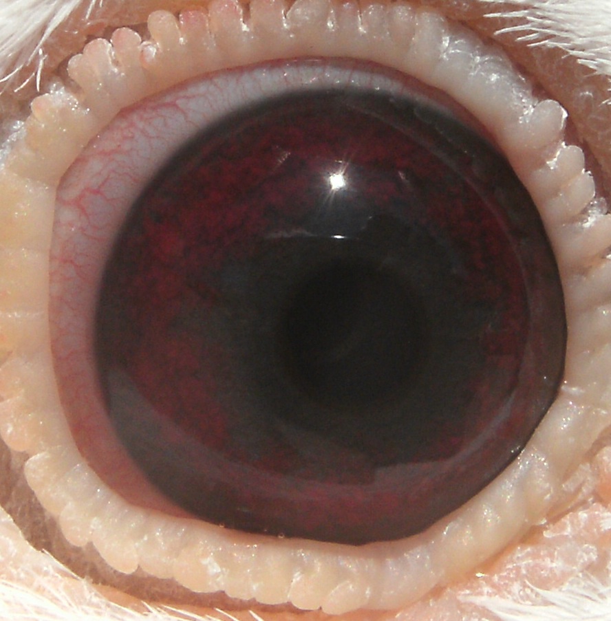 Preview Image 2